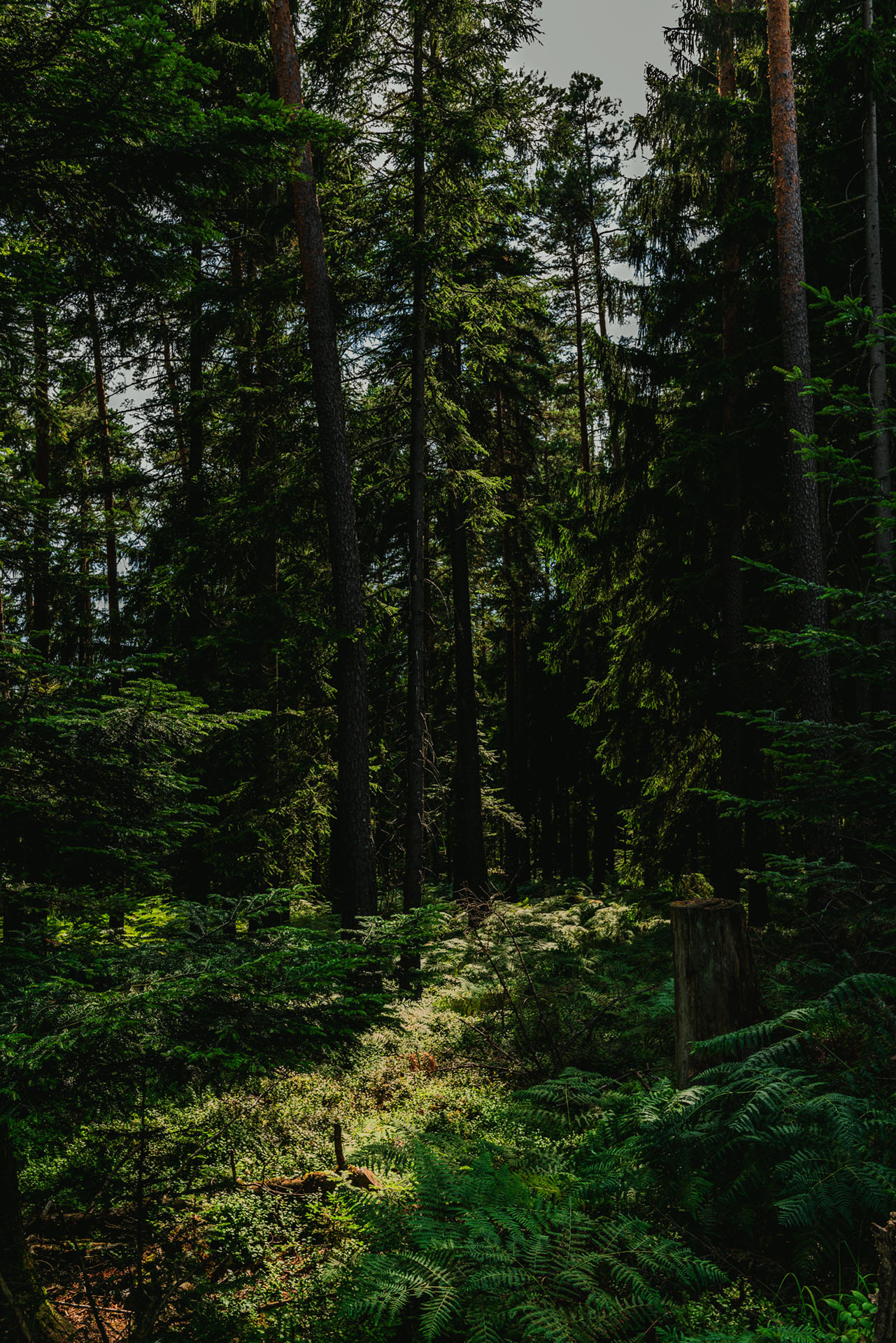 Sommerberg von Bad Wildbad - Schwarzwald - Deutschland -- 2018