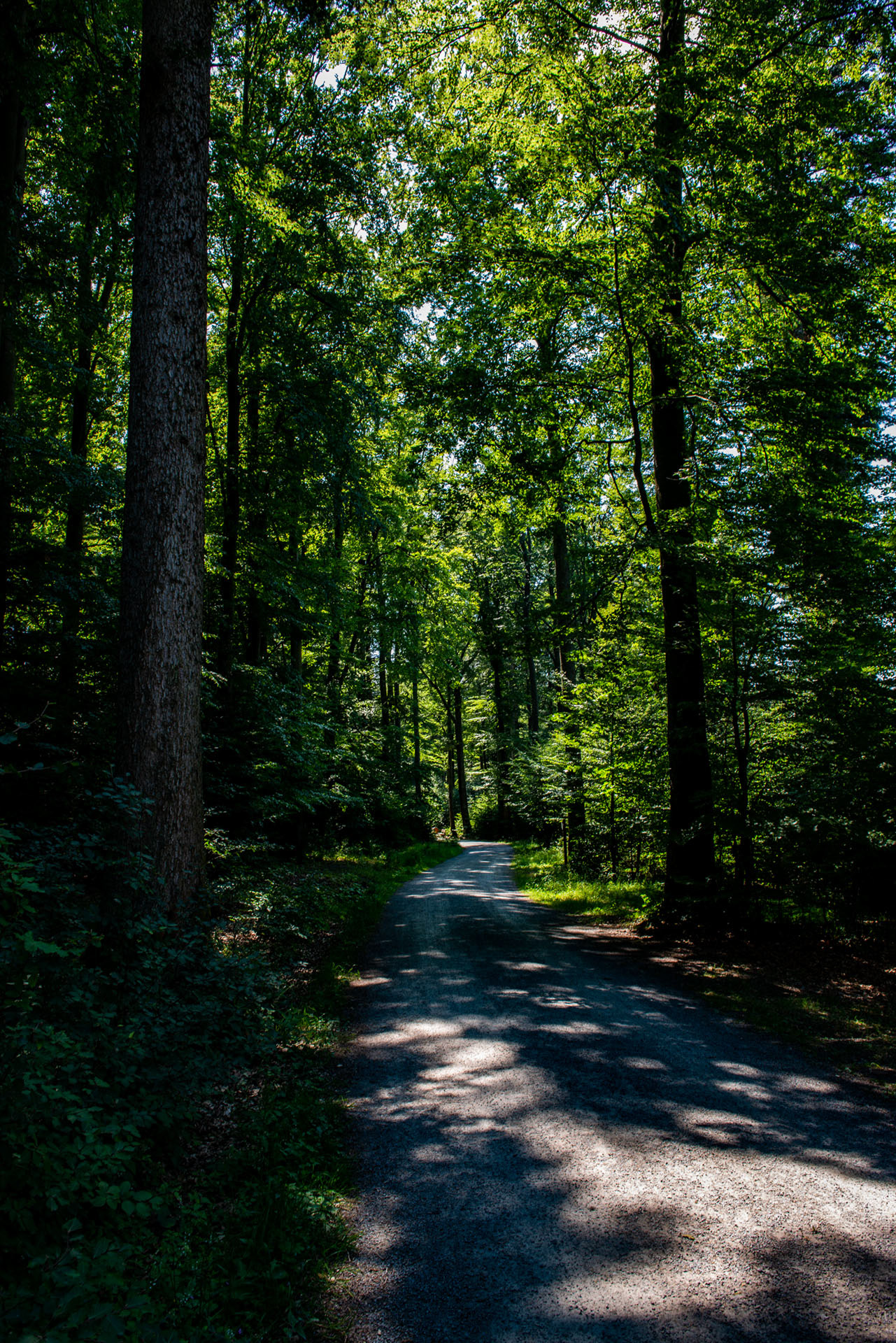 Sommerberg von Bad Wildbad - Schwarzwald - Deutschland -- 2018