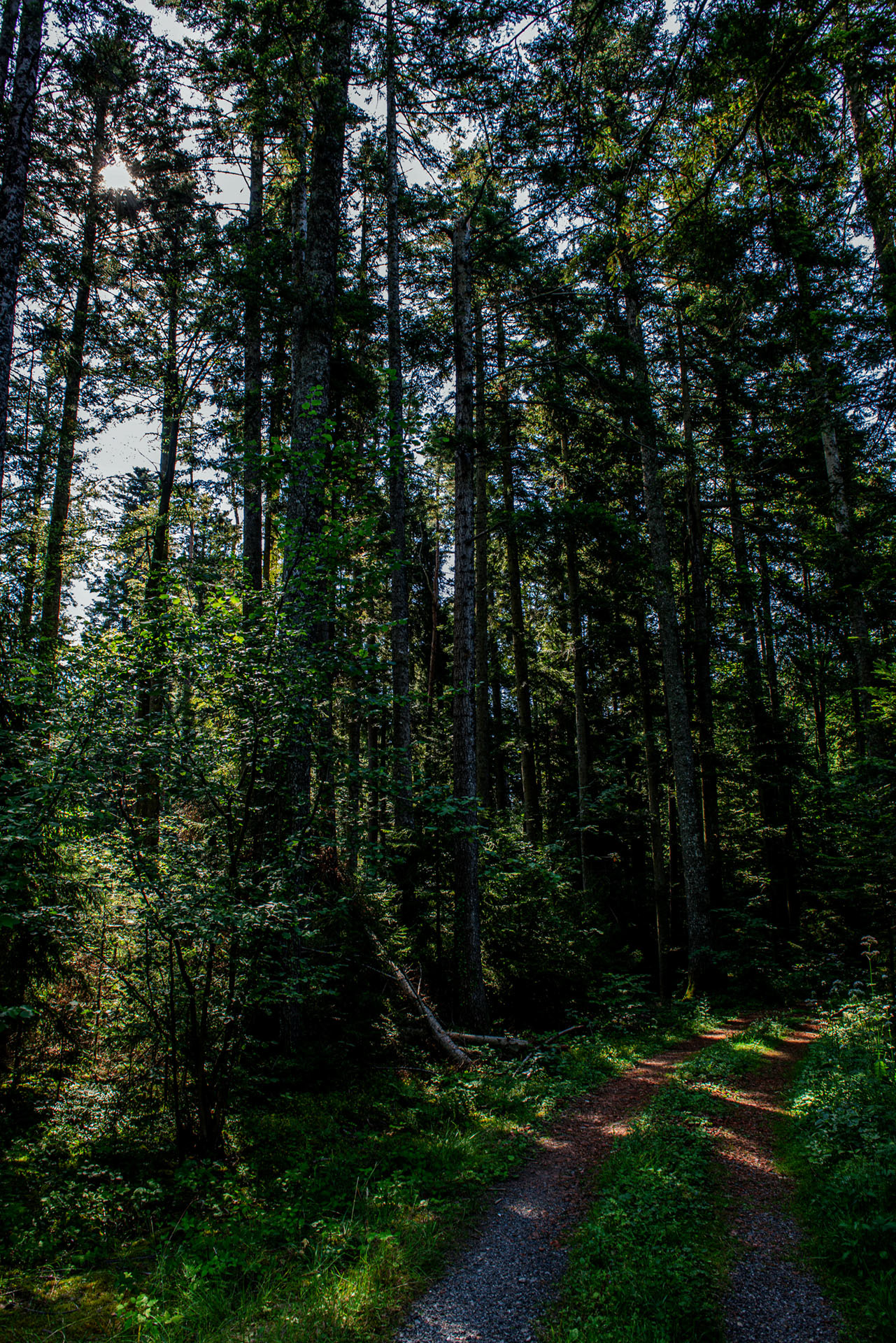 Sommerberg von Bad Wildbad - Schwarzwald - Deutschland -- 2018