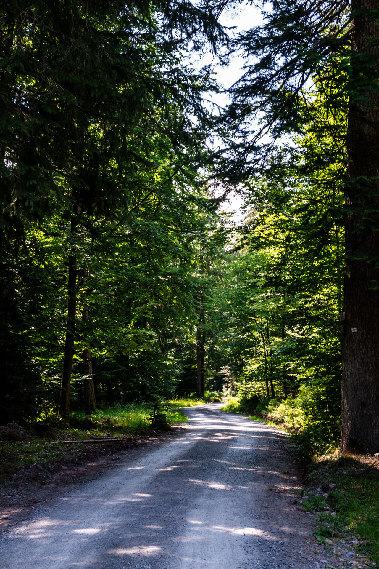 Sommerberg von Bad Wildbad - Schwarzwald - Deutschland -- 2018
