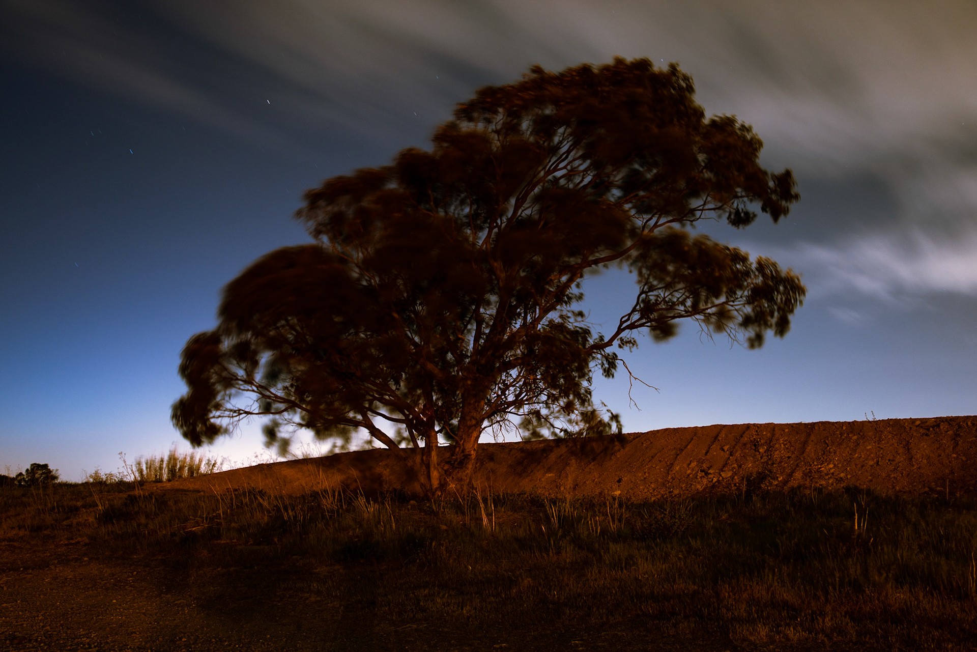 Abeyant Landscape #11: Tree