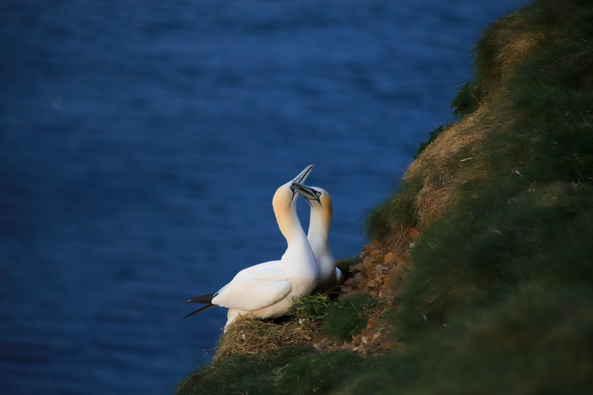 Gannets in love