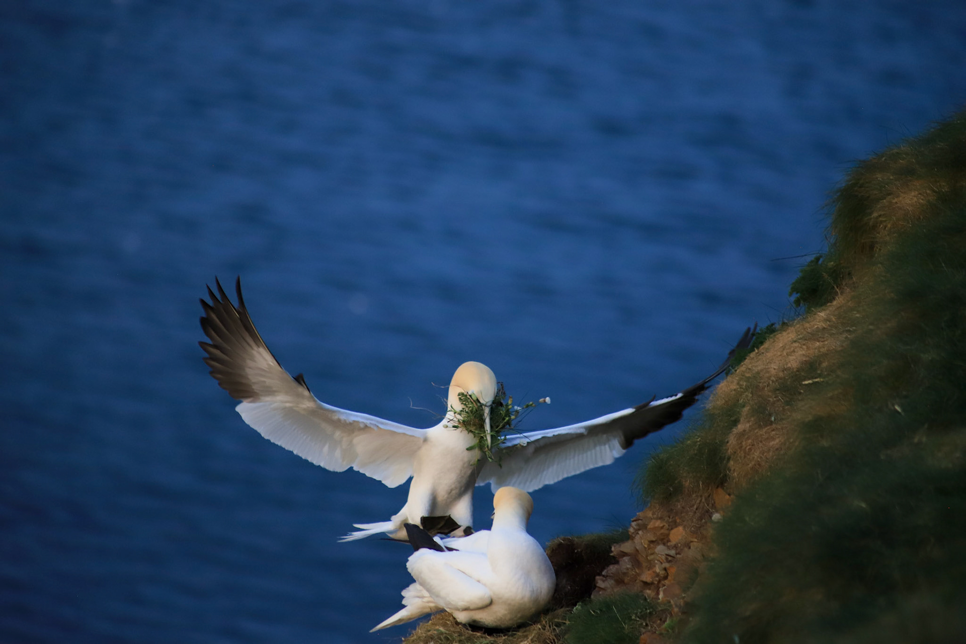 Gannets in love