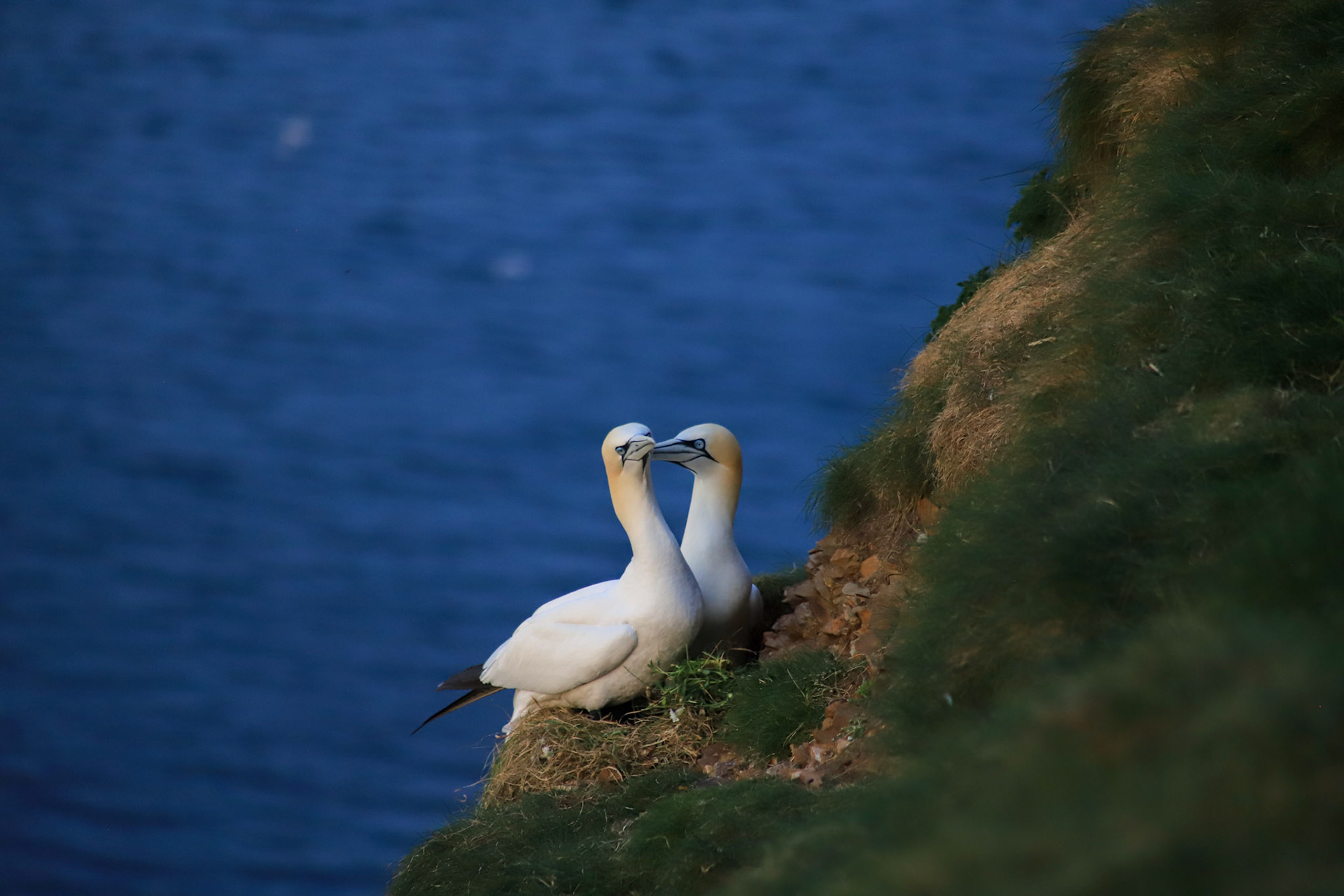 Gannets in love