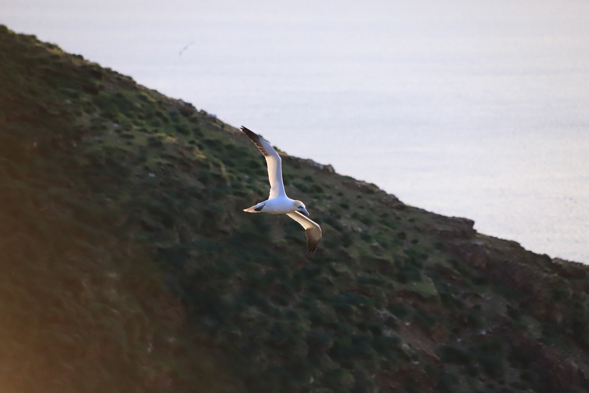 Flying Gannet