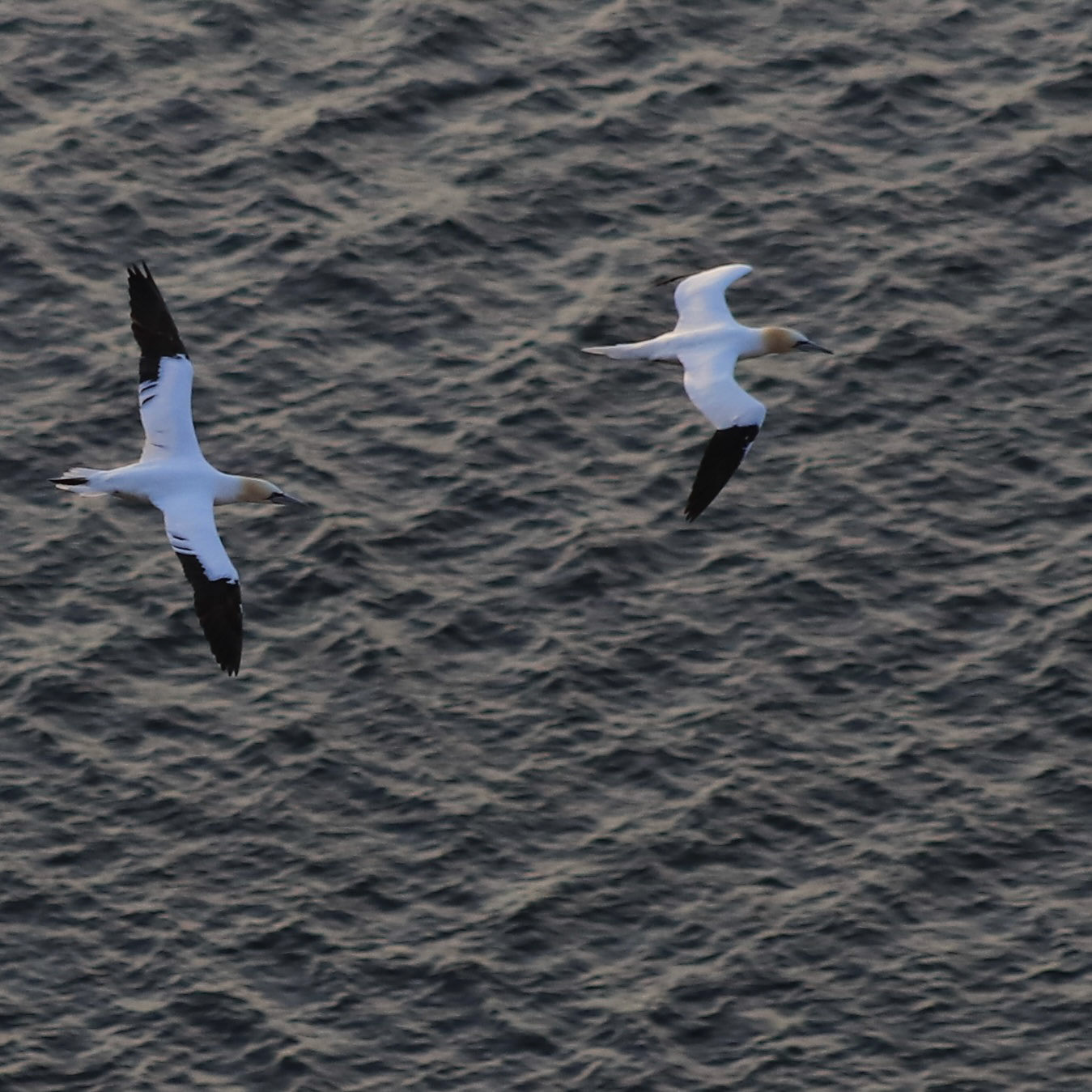 Flying Gannets