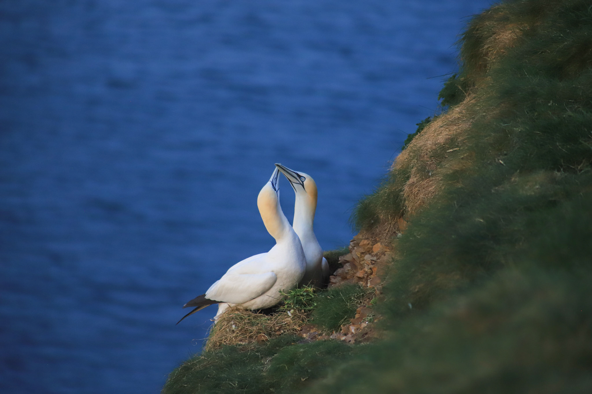 Gannets in love