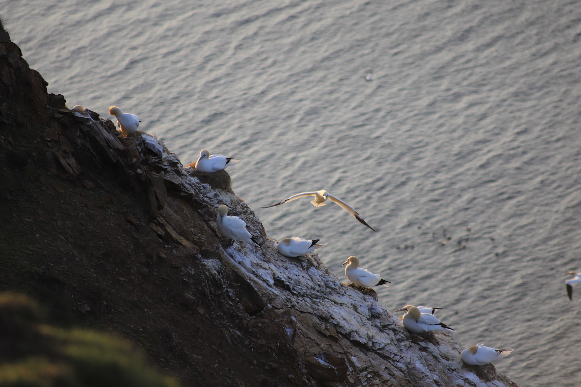 The Gannets nests