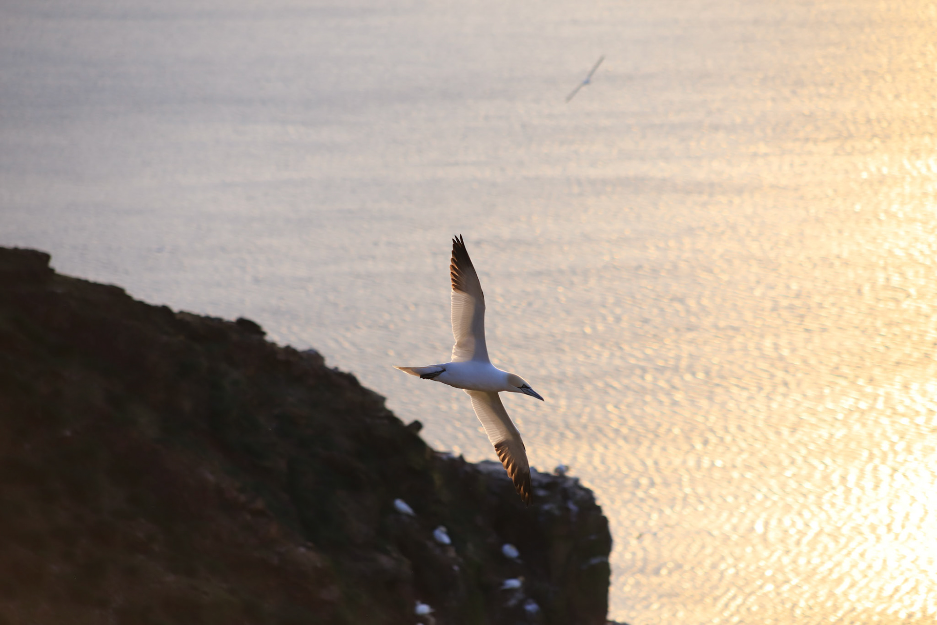 Flying Gannet