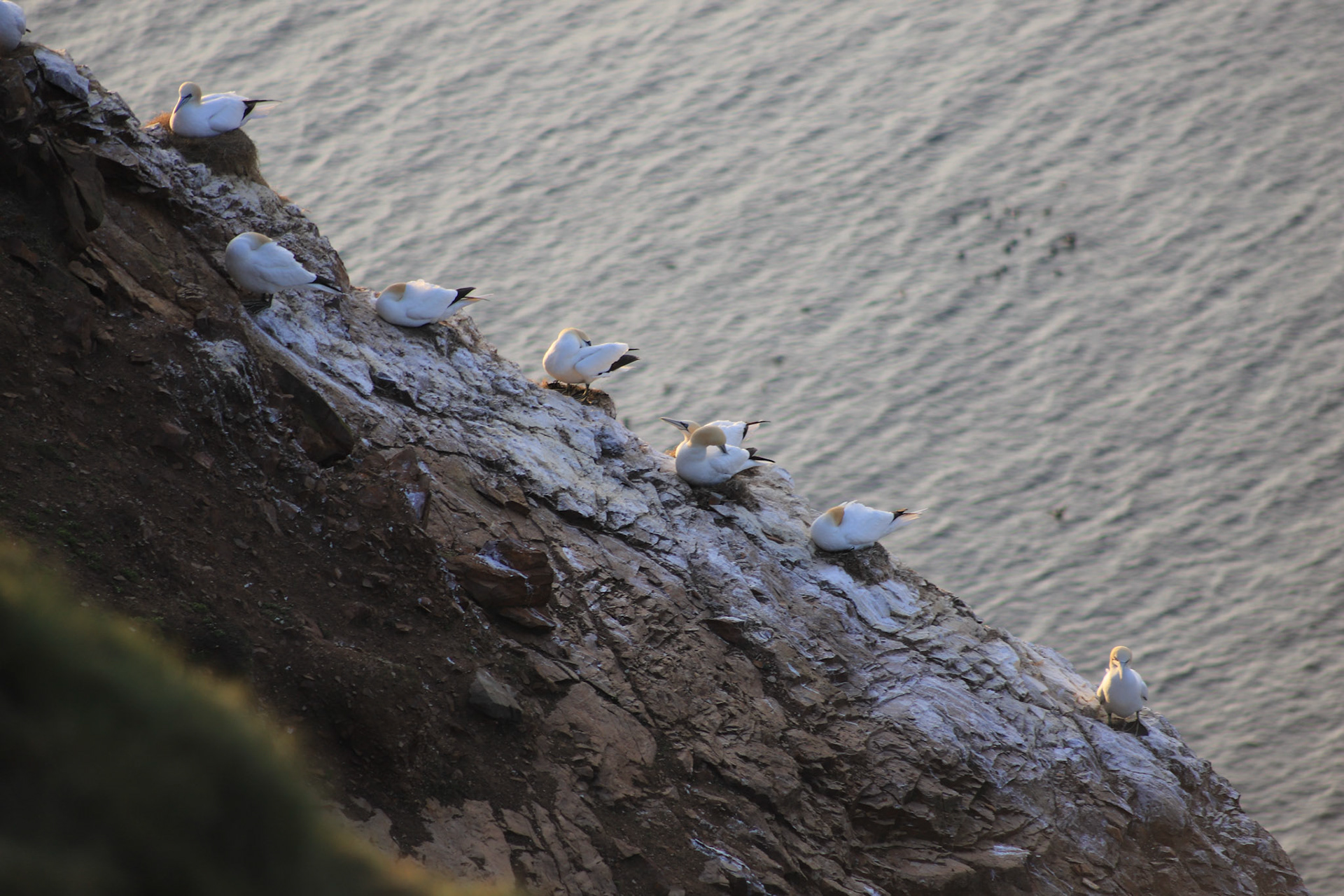 Gannets in love