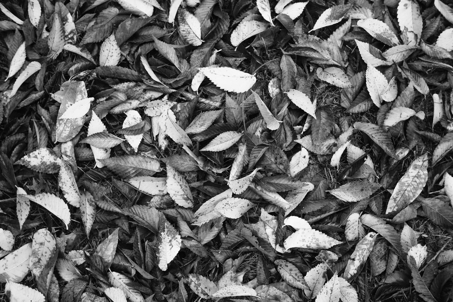 Gray Leaves