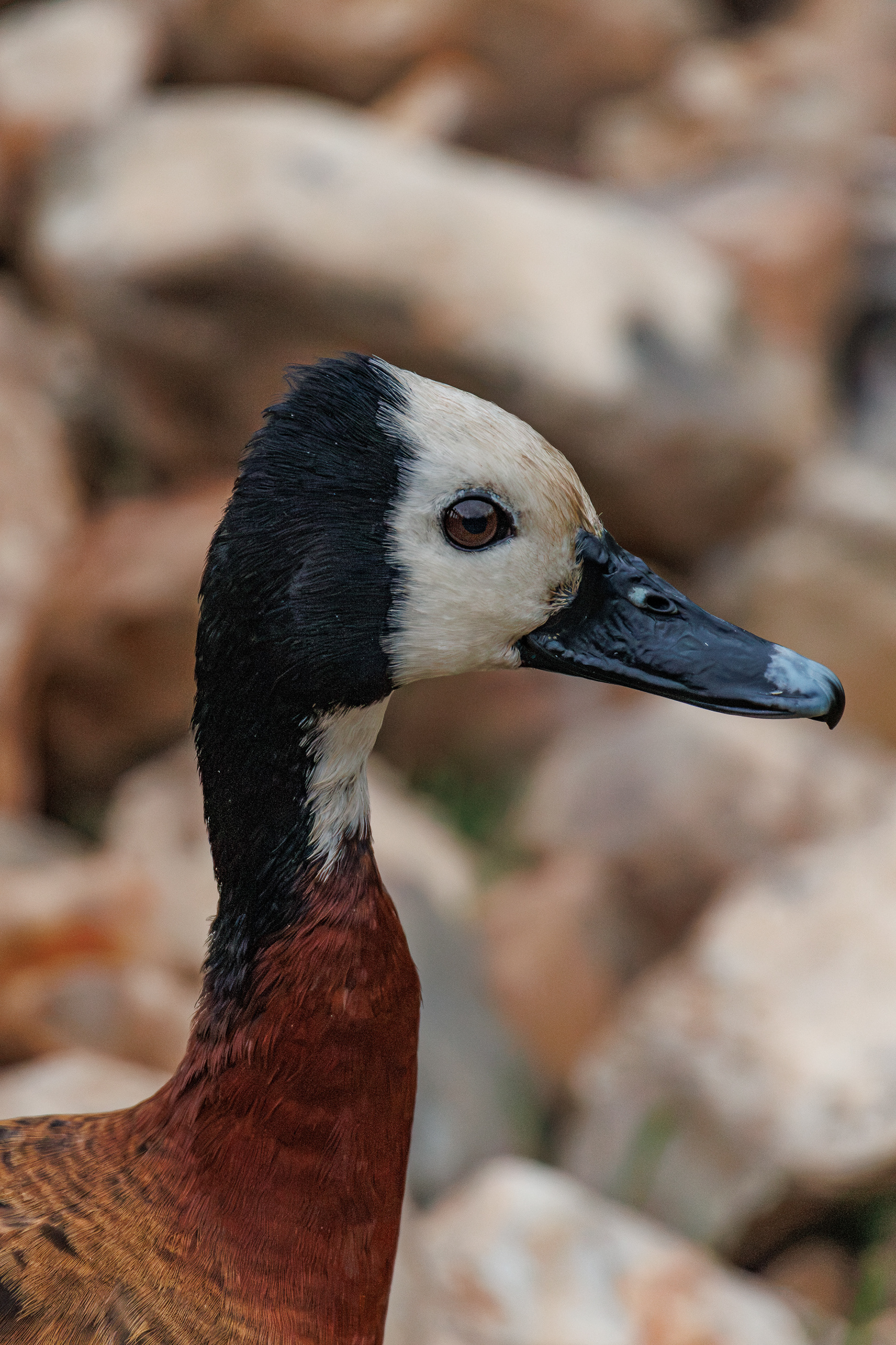 White-faced Whistling Duck - Watatunga wildlife reserve - 15/09/2026