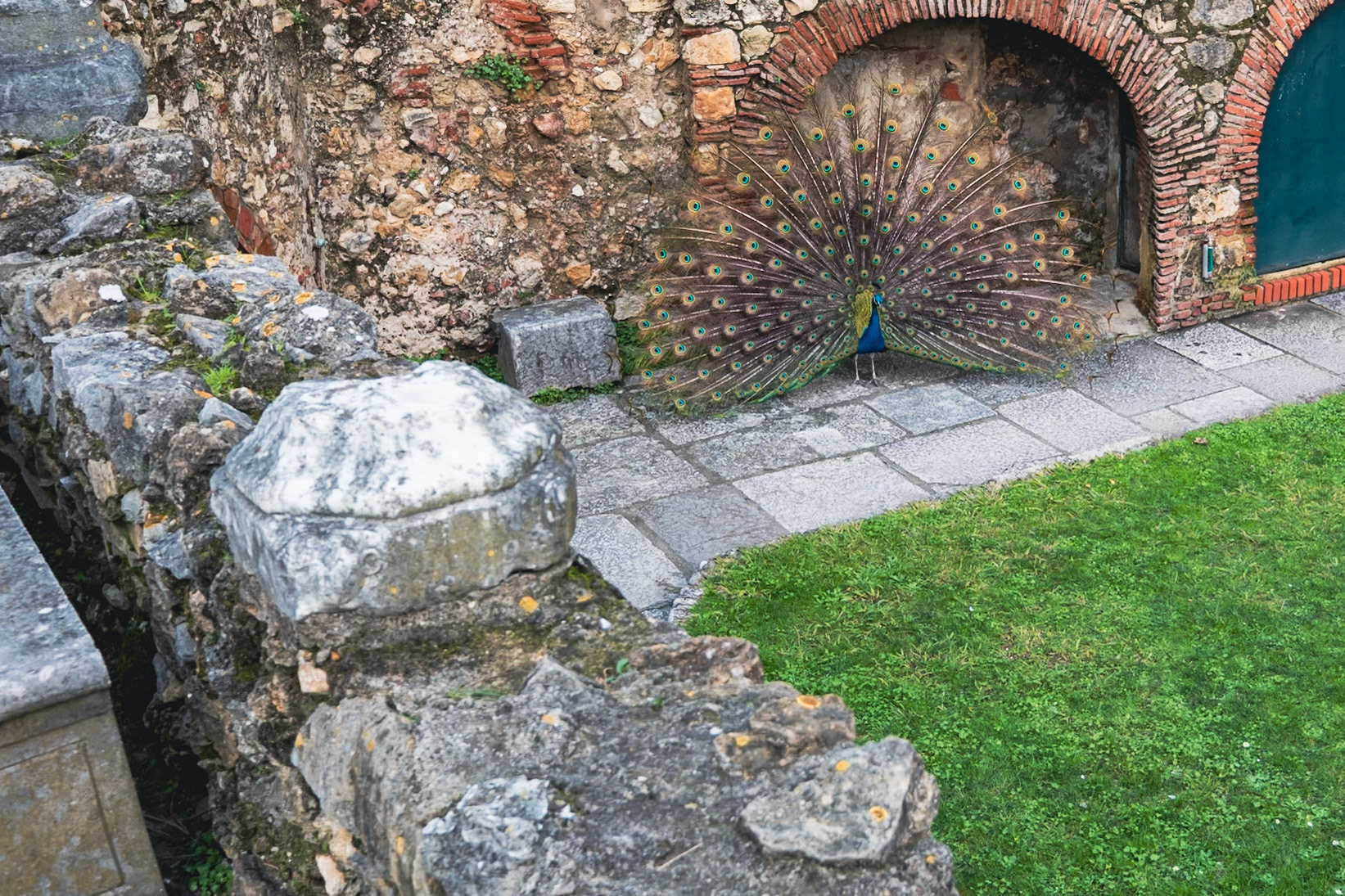 Au cœur des jardins des paons se baladent librement.
