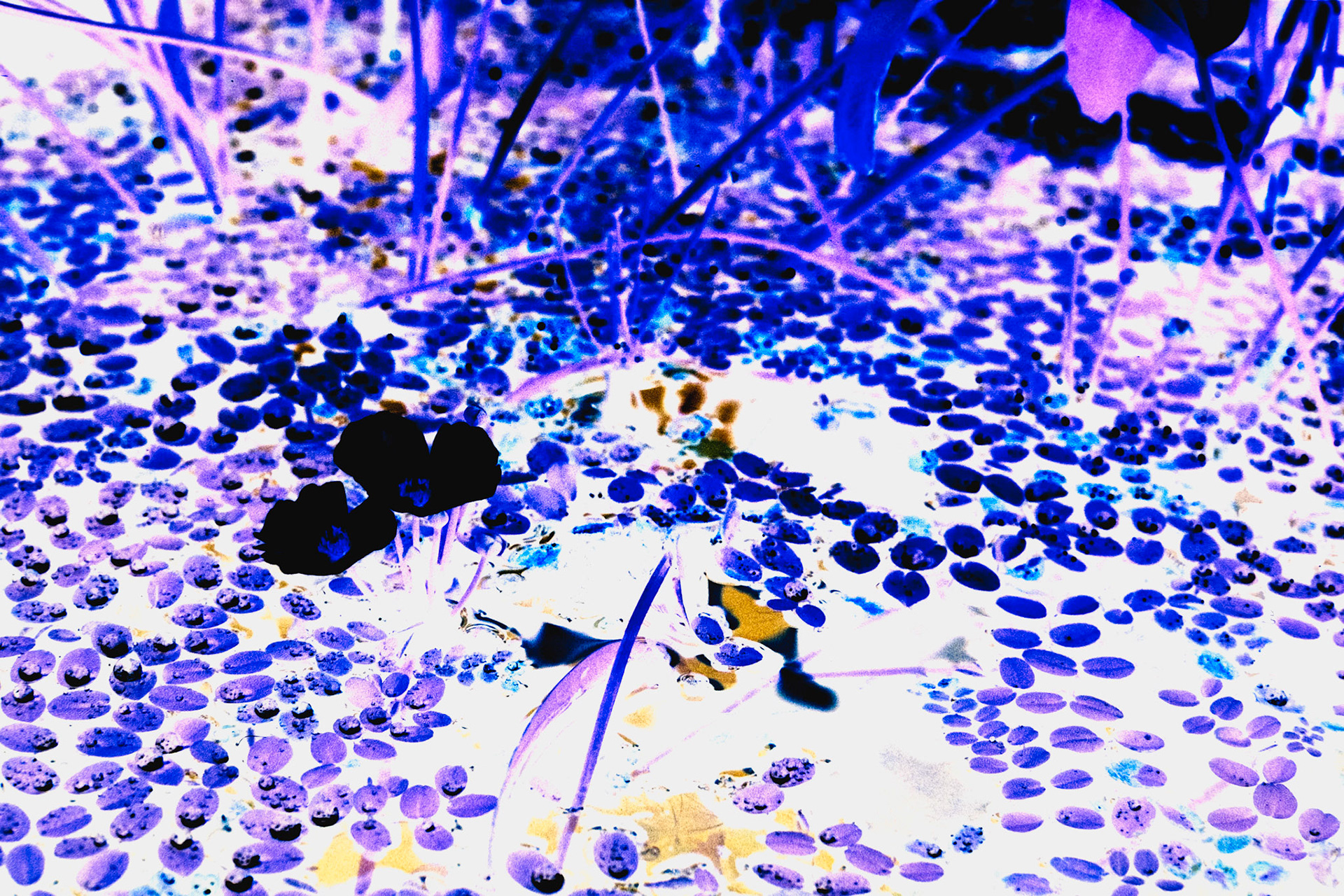 Nikon F5 | Kodak Vision3 250D 250