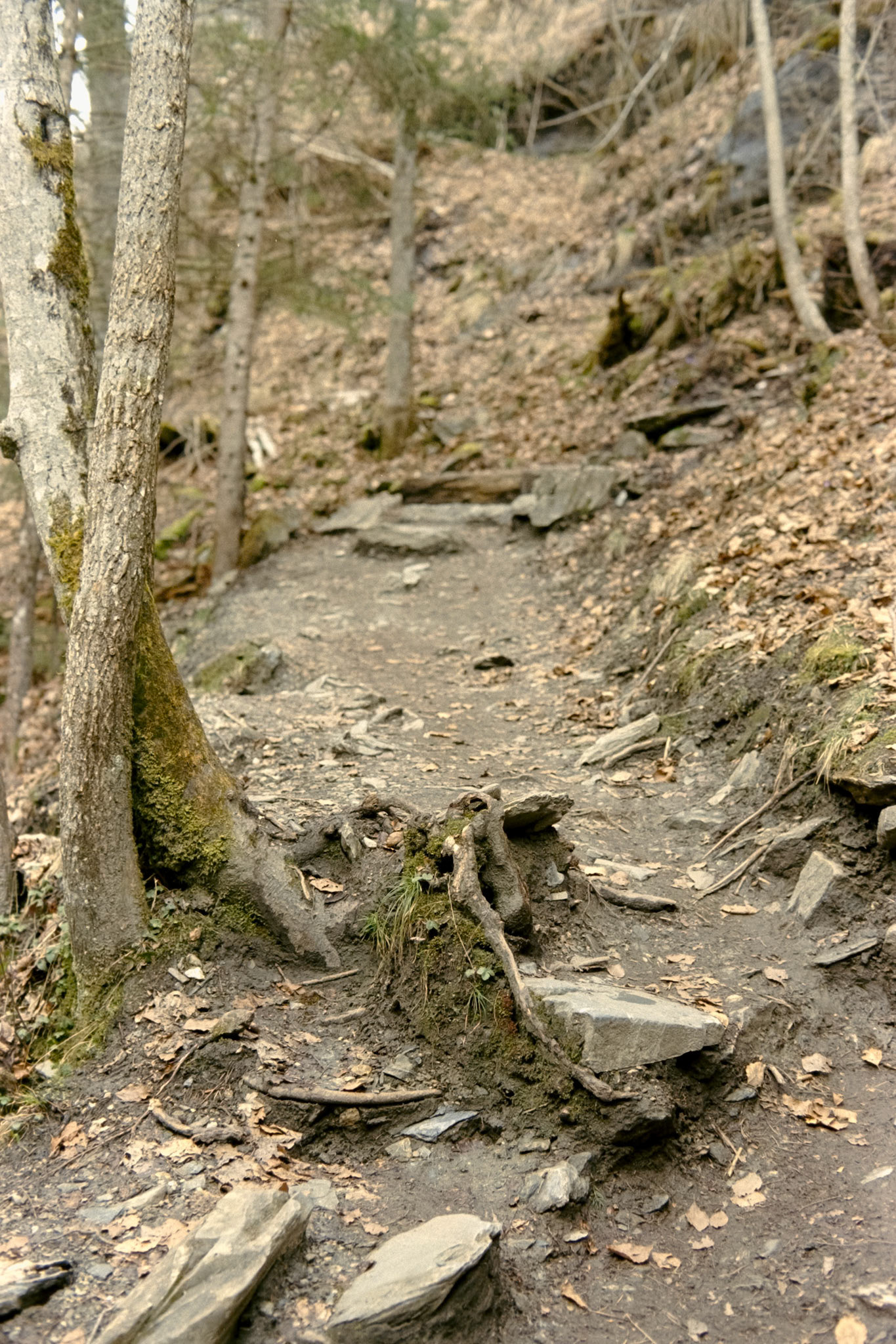 Nikon F5 | Kodak Vision3 250D 250