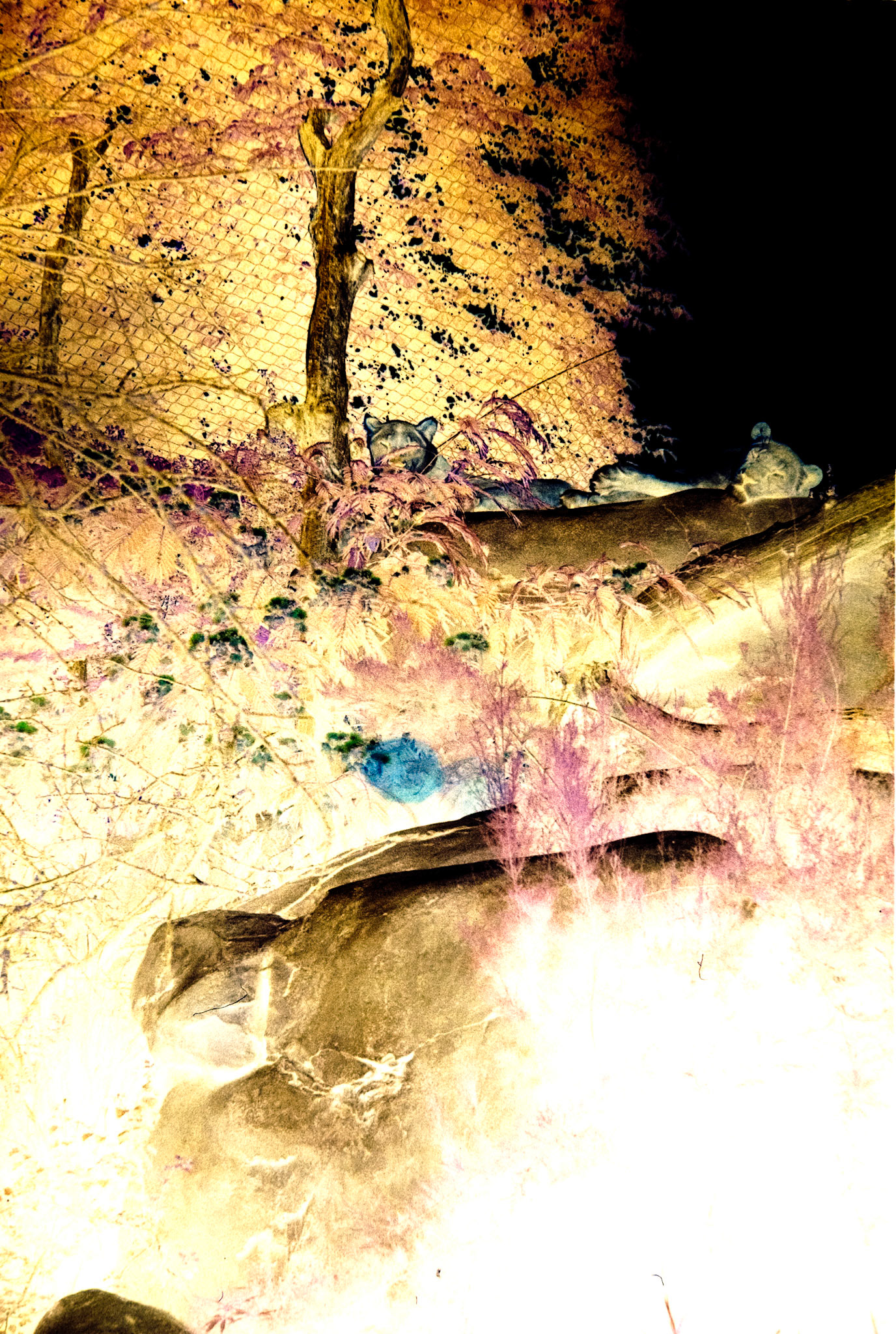 Nikon F5 | KODAK VISION3 500T Color Negative Film 5219/7219 500Lab developed in