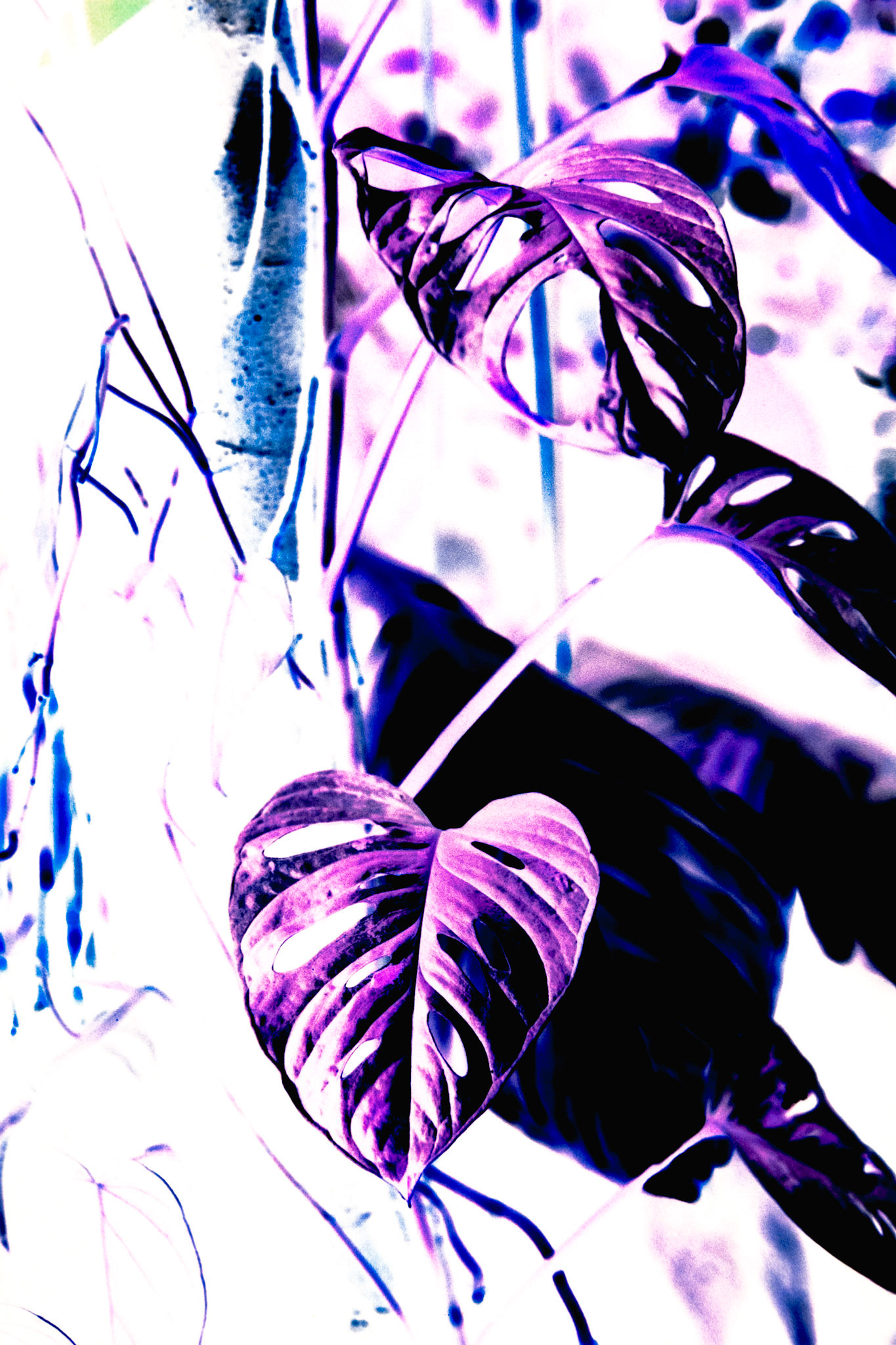 Nikon F5 | Kodak Vision3 250D 250