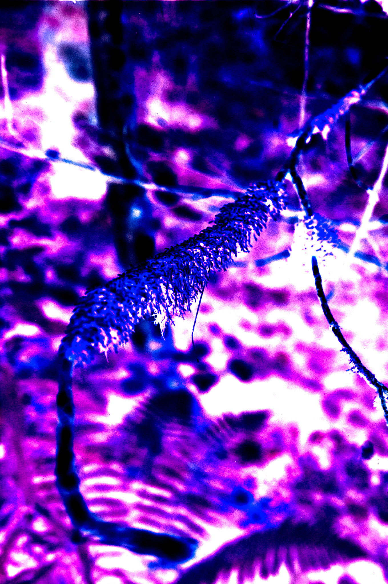 Nikon F5 | KODAK VISION3 50D Color Negative Film 5203/7203 50Lab developed in