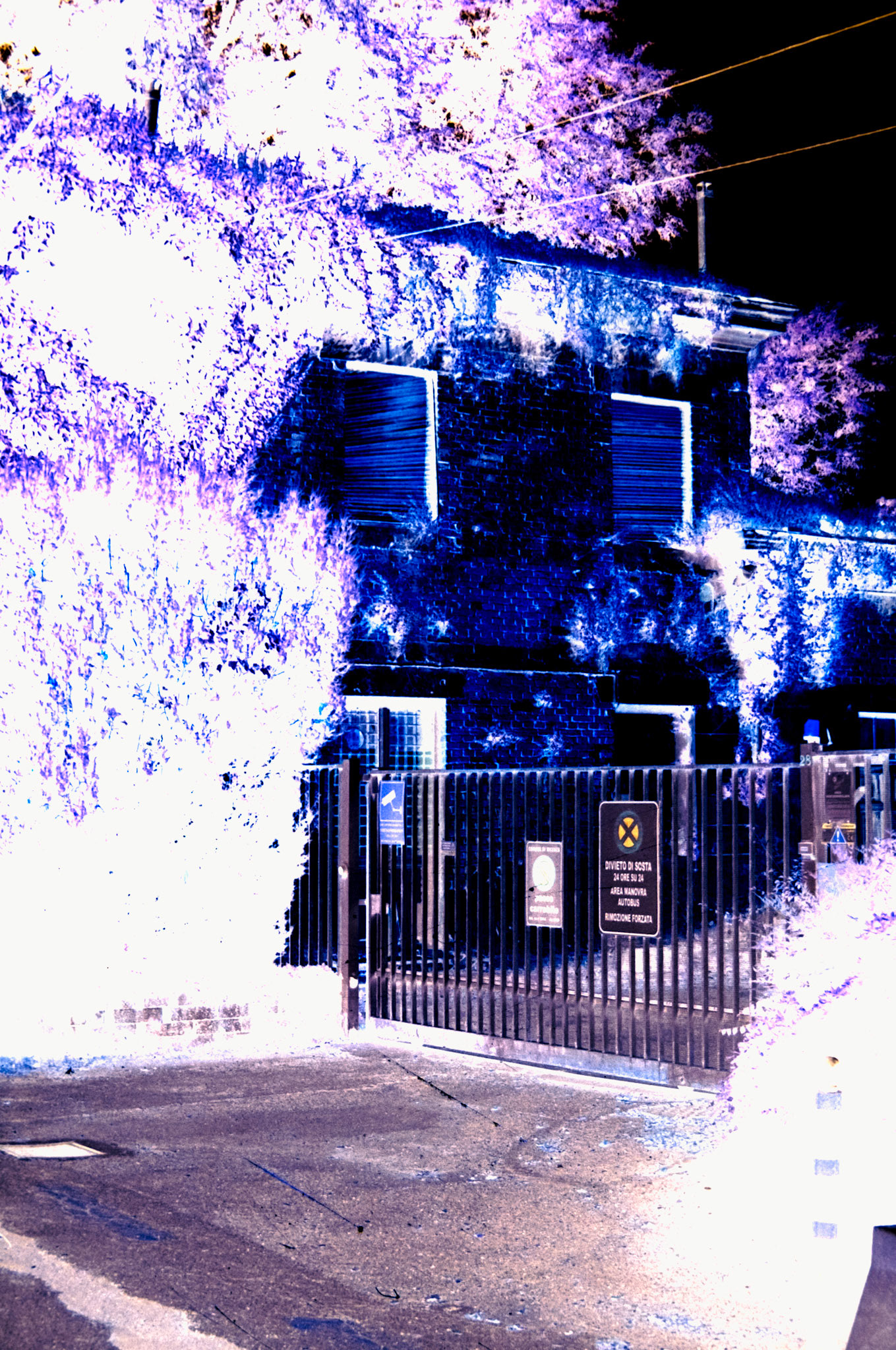 Nikon F5 | KODAK VISION3 250D Color Negative Film 5207/7207 250Lab developed in