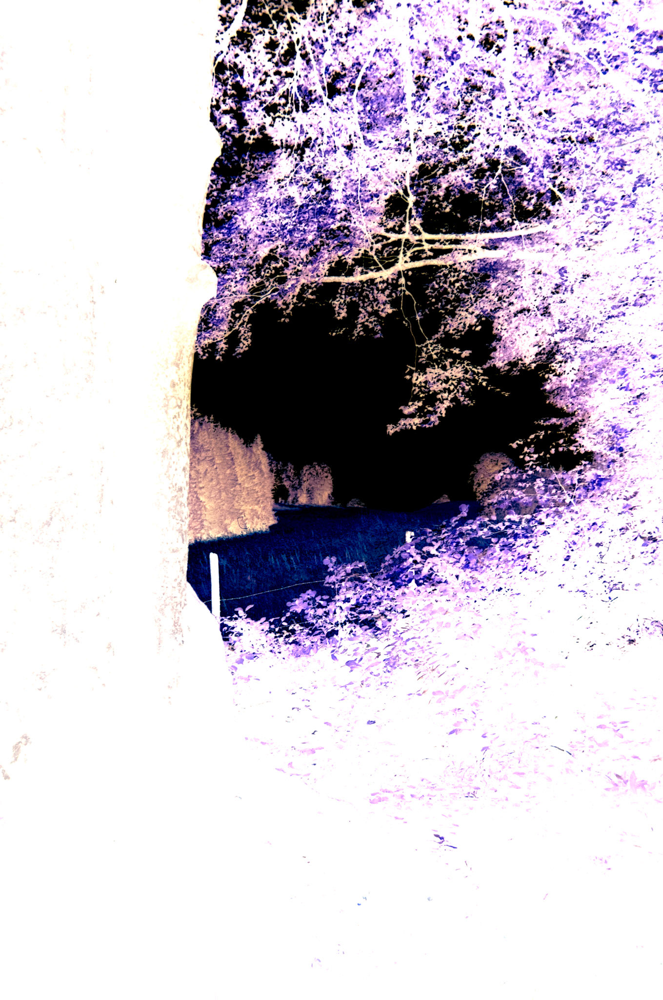 Nikon F5 | KODAK VISION3 50D Color Negative Film 5203/7203 50Lab developed in