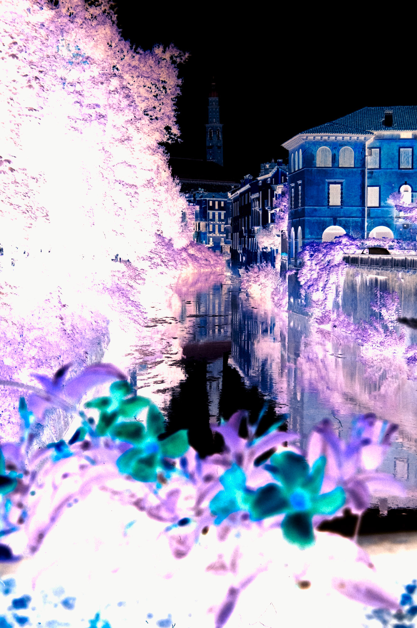 Nikon F5 | KODAK VISION3 250D Color Negative Film 5207/7207 250Lab developed in