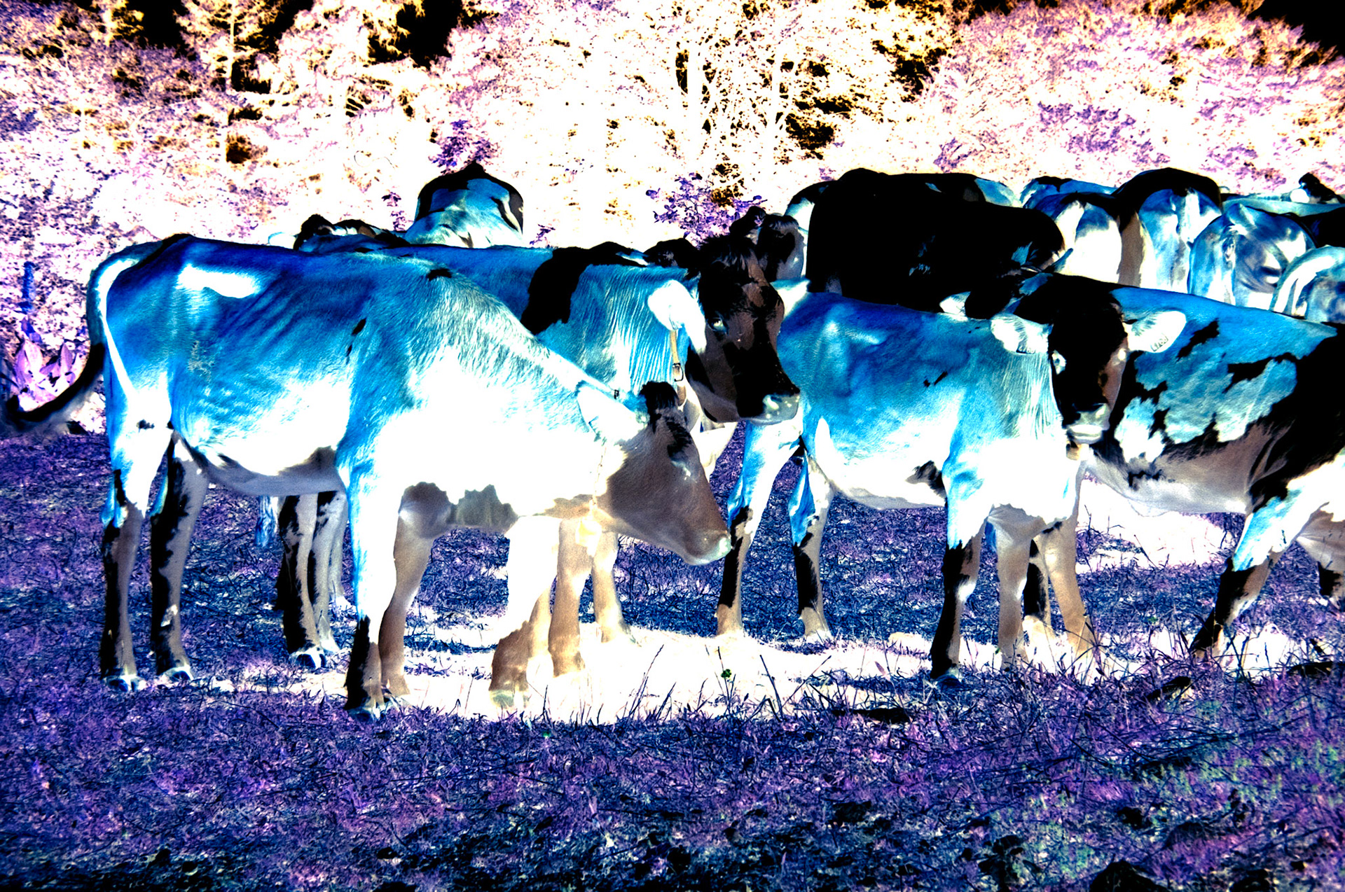 Nikon F5 | KODAK VISION3 50D Color Negative Film 5203/7203 50Lab developed in