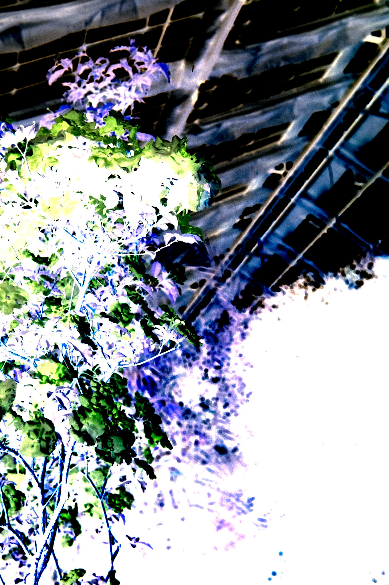 Nikon F5 | Kodak Vision3 250D 250