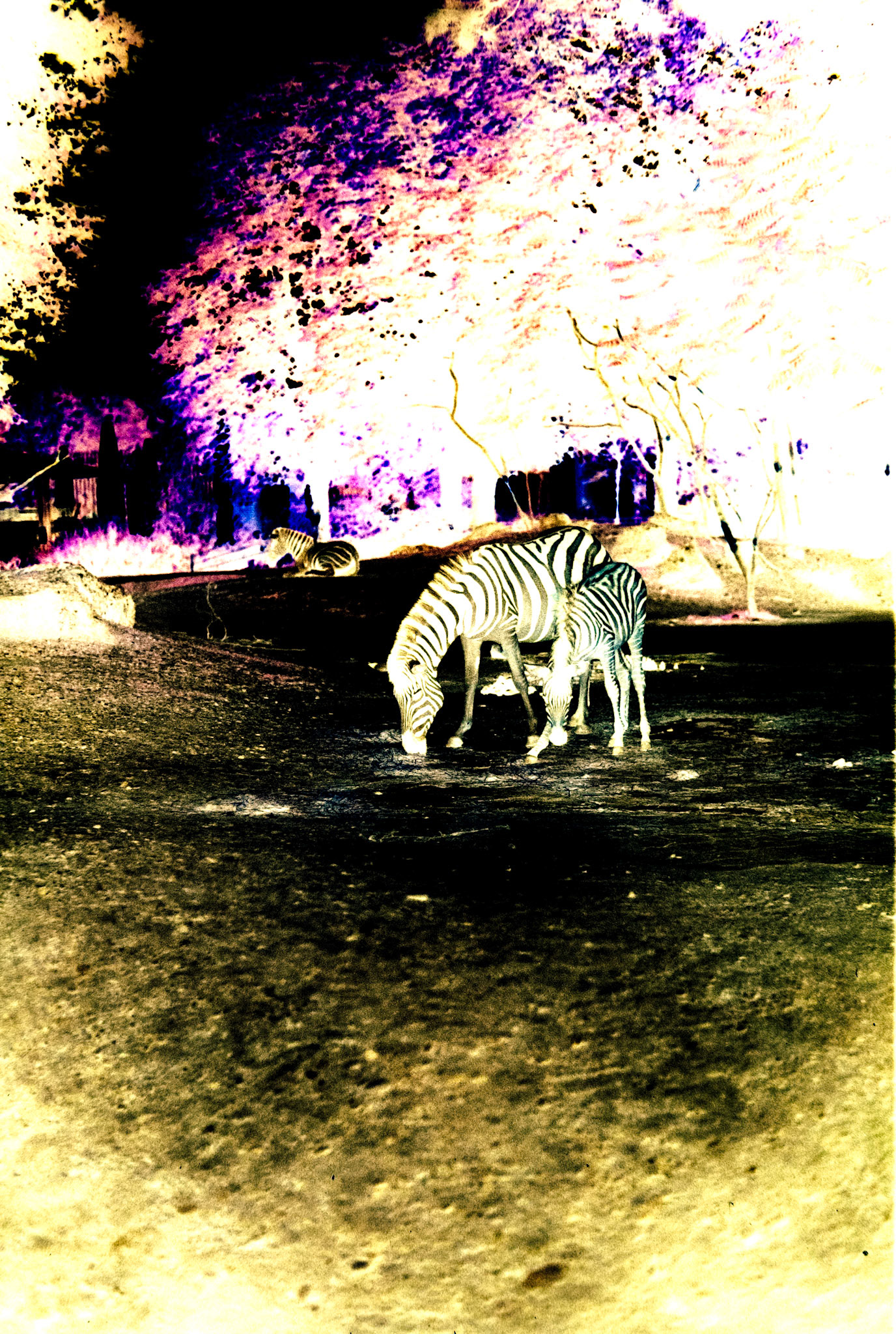 Nikon F5 | KODAK VISION3 500T Color Negative Film 5219/7219 500Lab developed in