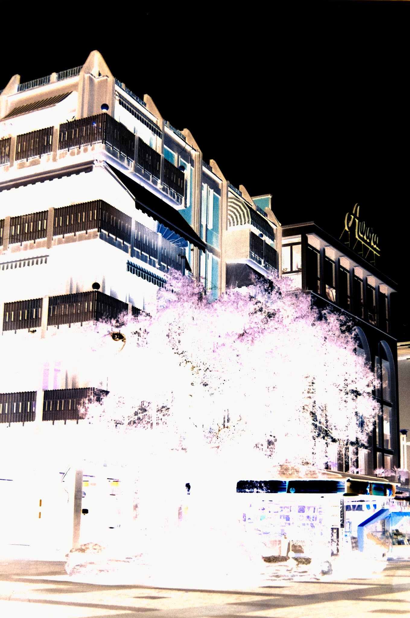 Nikon F5 | KODAK VISION3 250D Color Negative Film 5207/7207 250Lab developed in