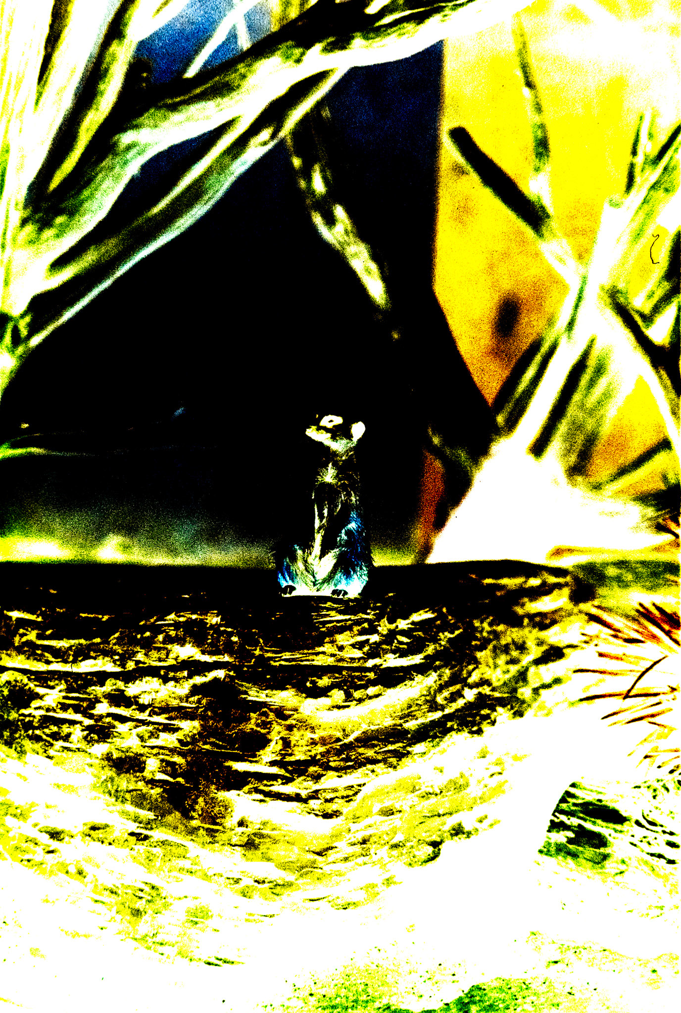 Nikon F5 | KODAK VISION3 500T Color Negative Film 5219/7219 500Lab developed in