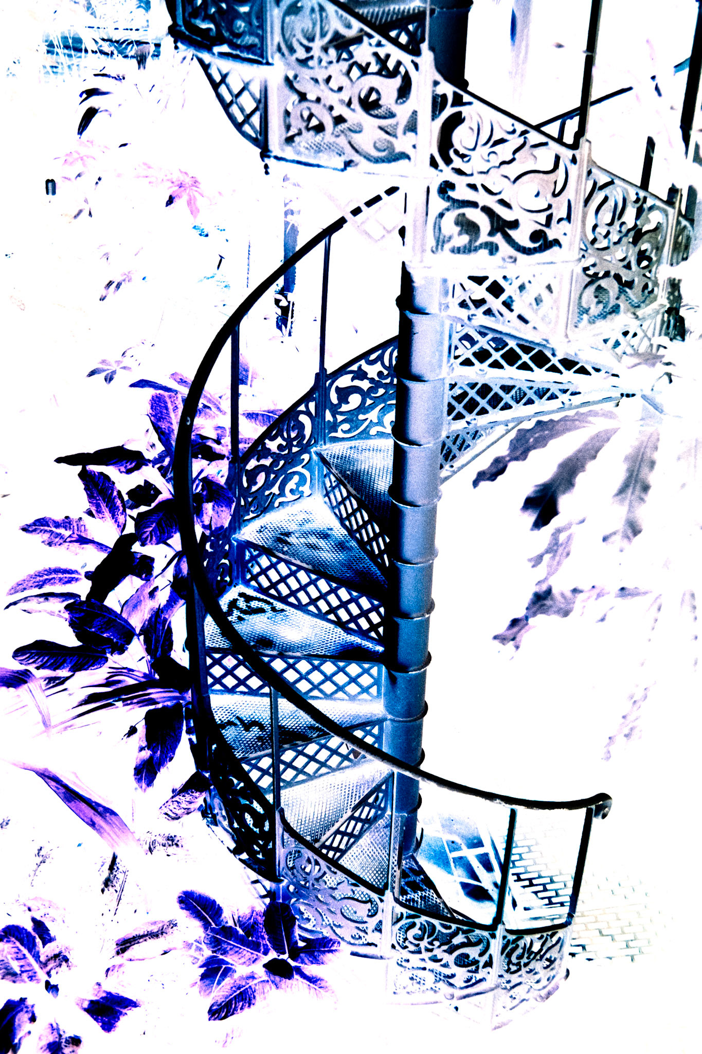 Nikon F5 | Kodak Vision3 250D 250