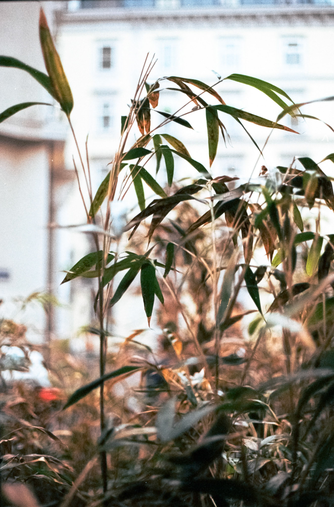 Canon AV-1 | Kodak Gold 200 200Scanned with Epson V600