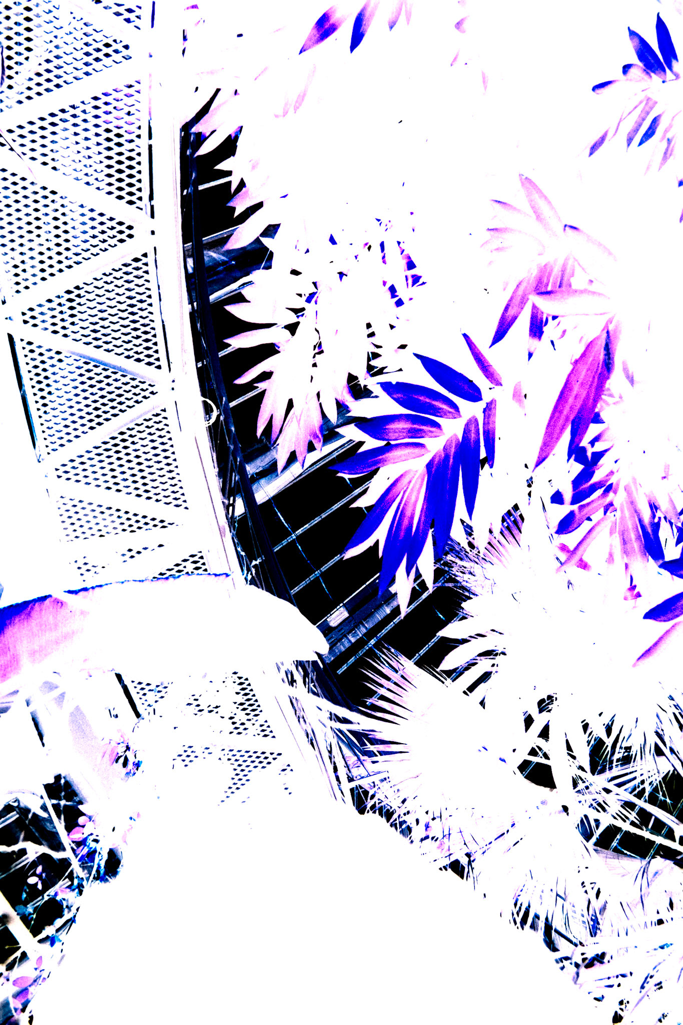 Nikon F5 | Kodak Vision3 250D 250