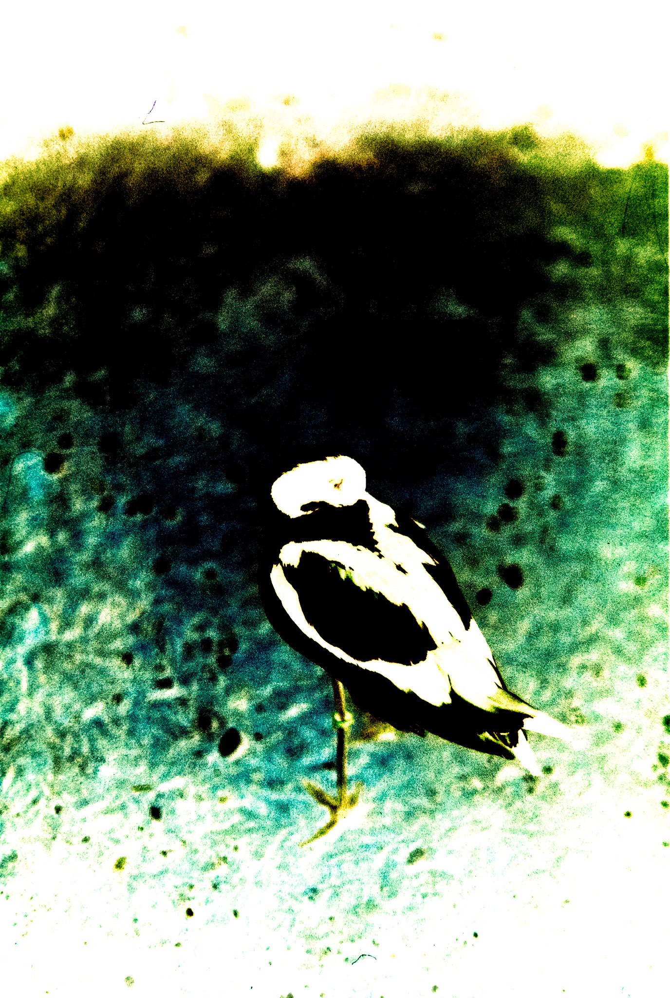 Nikon F5 | KODAK VISION3 500T Color Negative Film 5219/7219 500Lab developed in