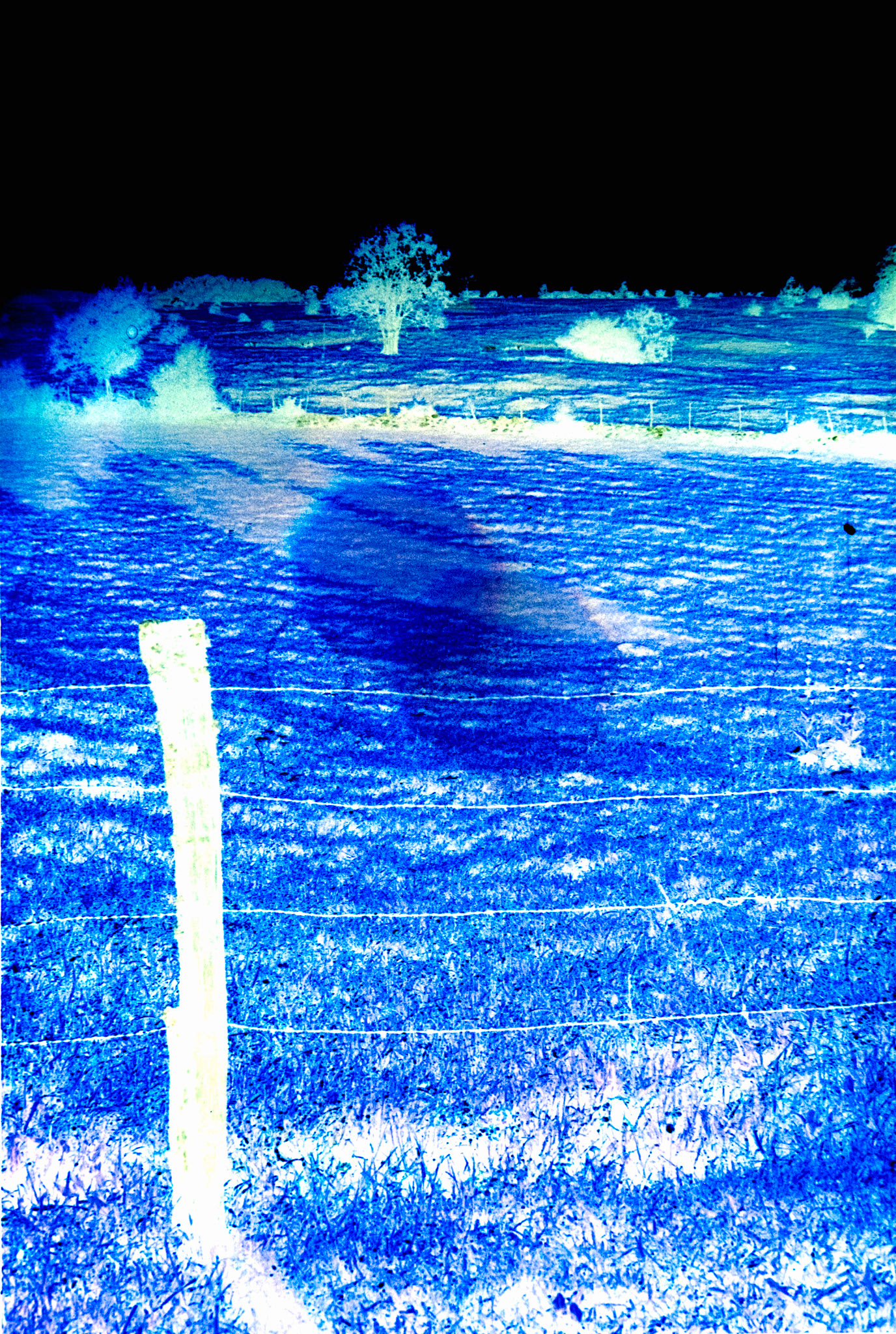 Nikon F5 | KODAK VISION3 500T Color Negative Film 5219/7219 500Lab developed in