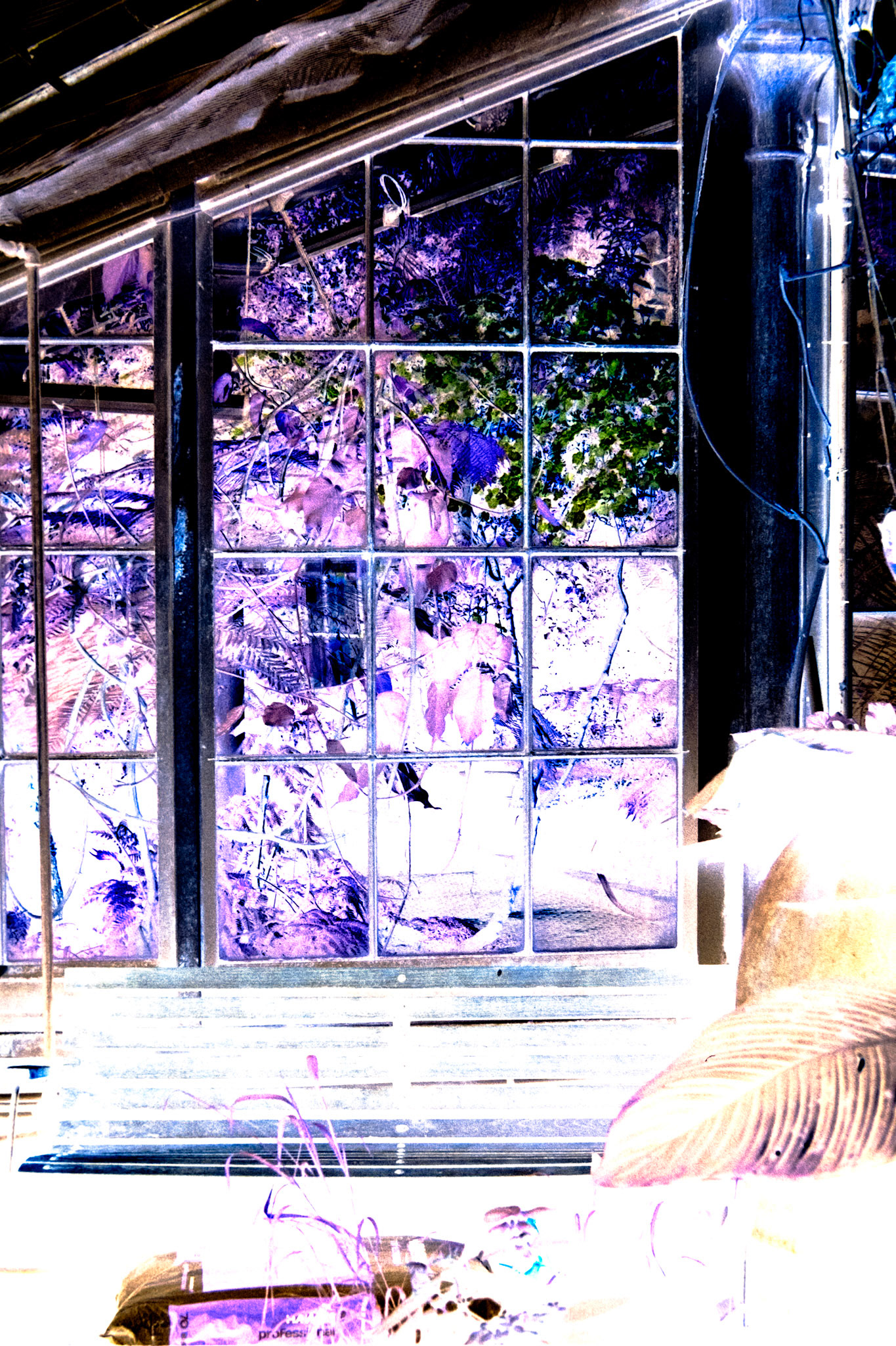 Nikon F5 | Kodak Vision3 250D 250