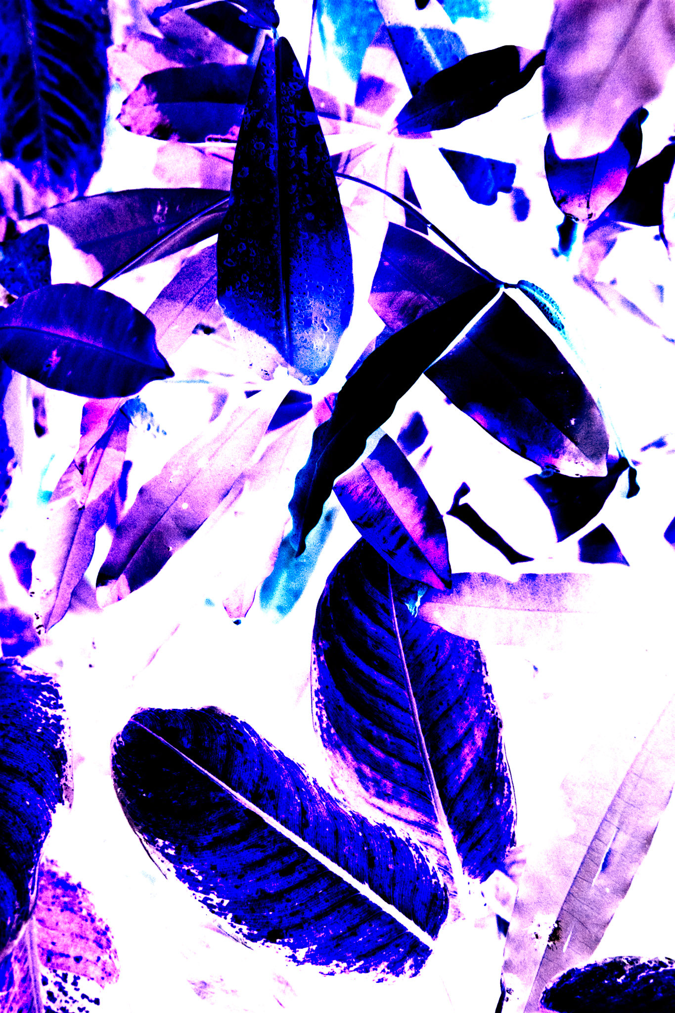 Nikon F5 | Kodak Vision3 250D 250