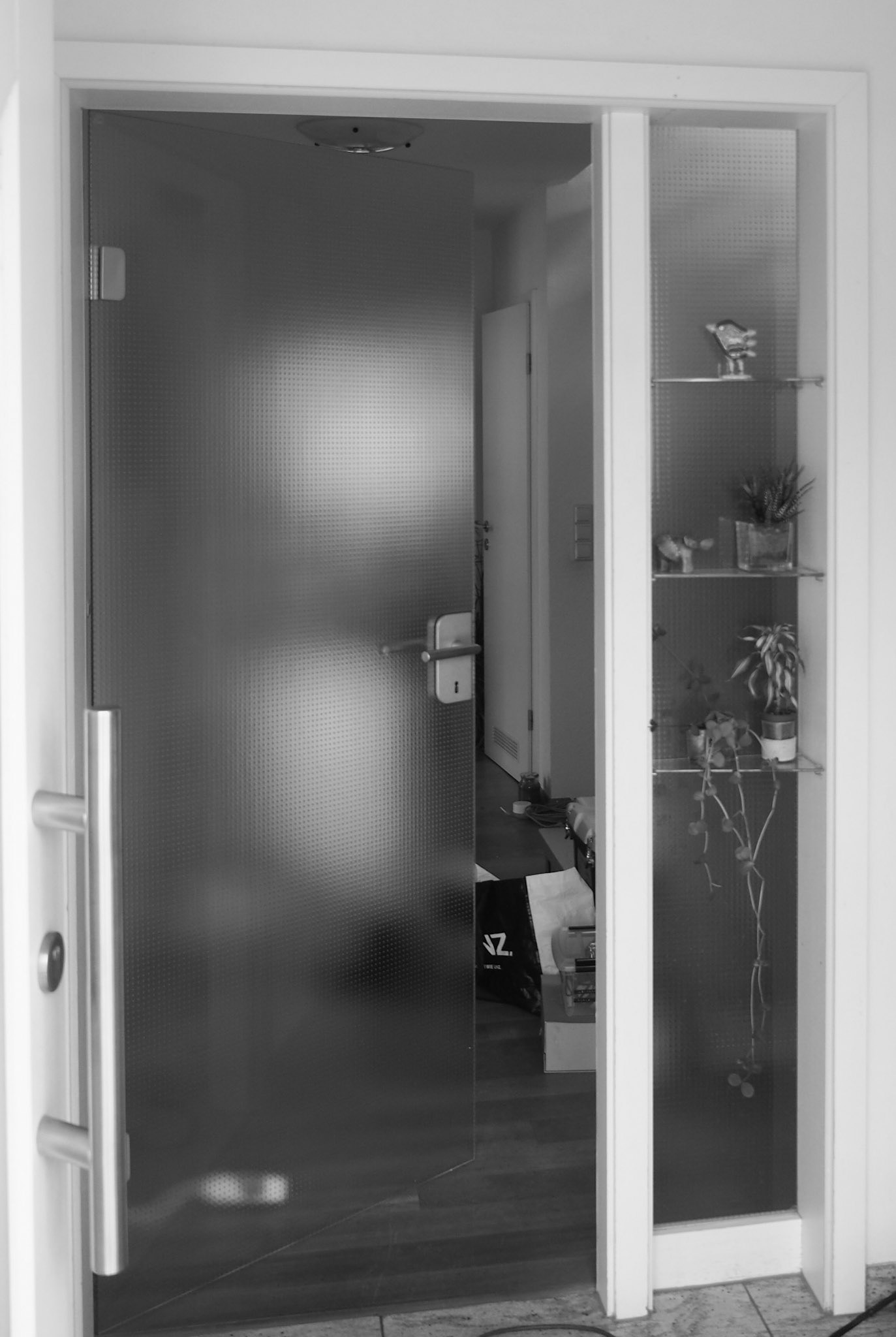 Wisdom Tree - before