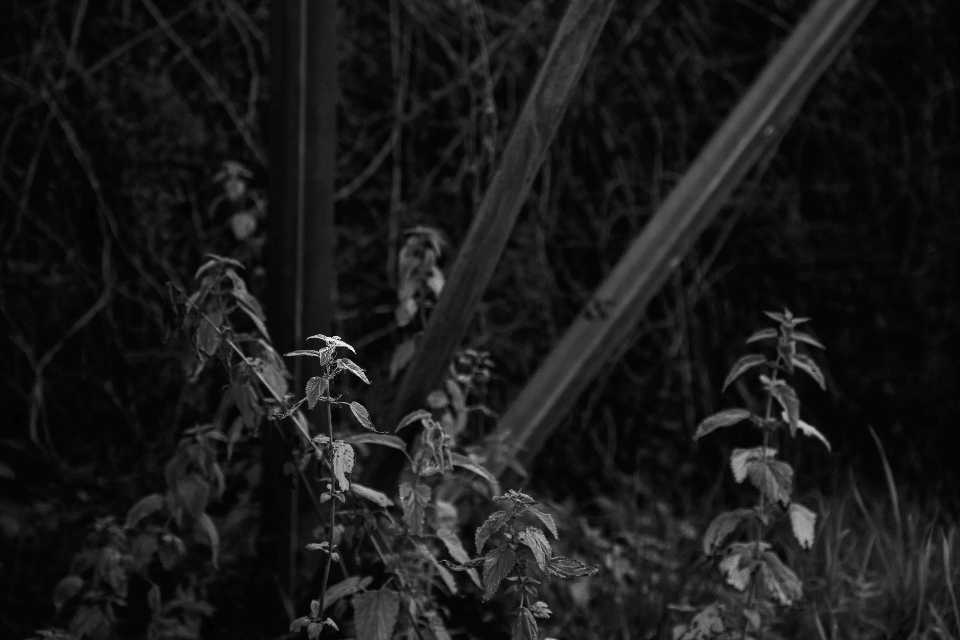 fotografia di gaia renis di un traliccio terna