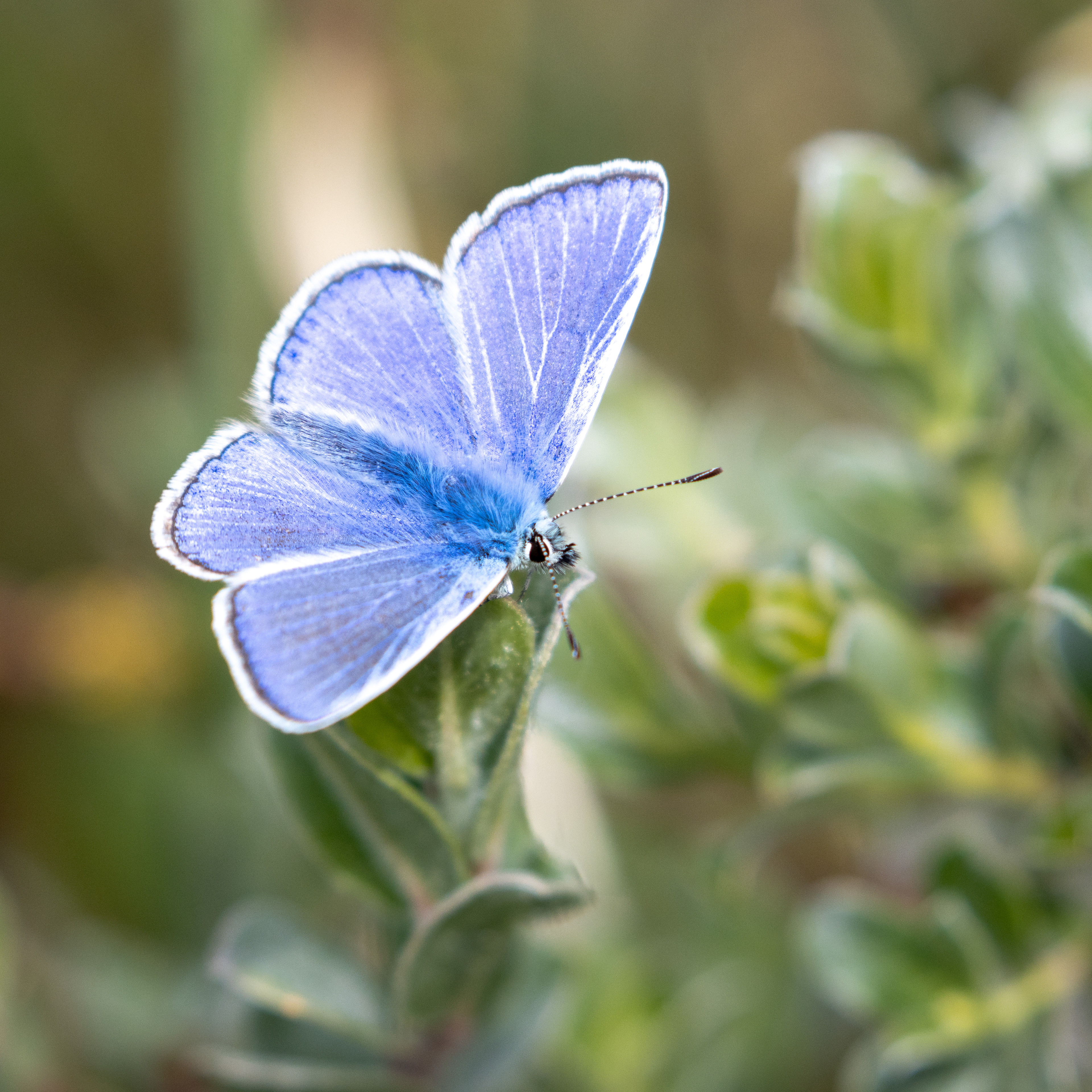 Common Blue
