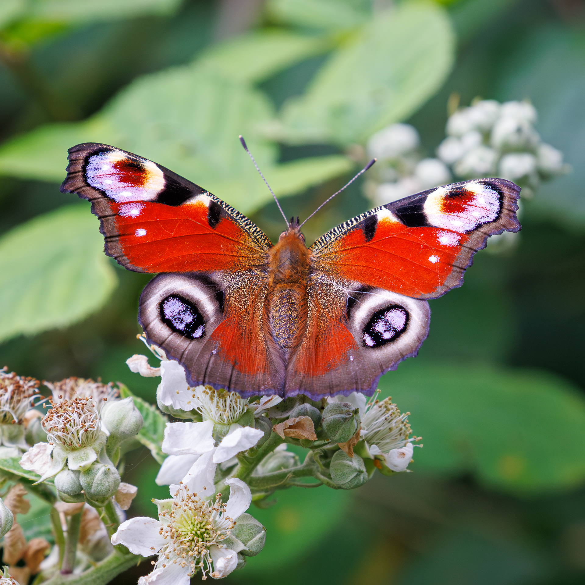 Peacock