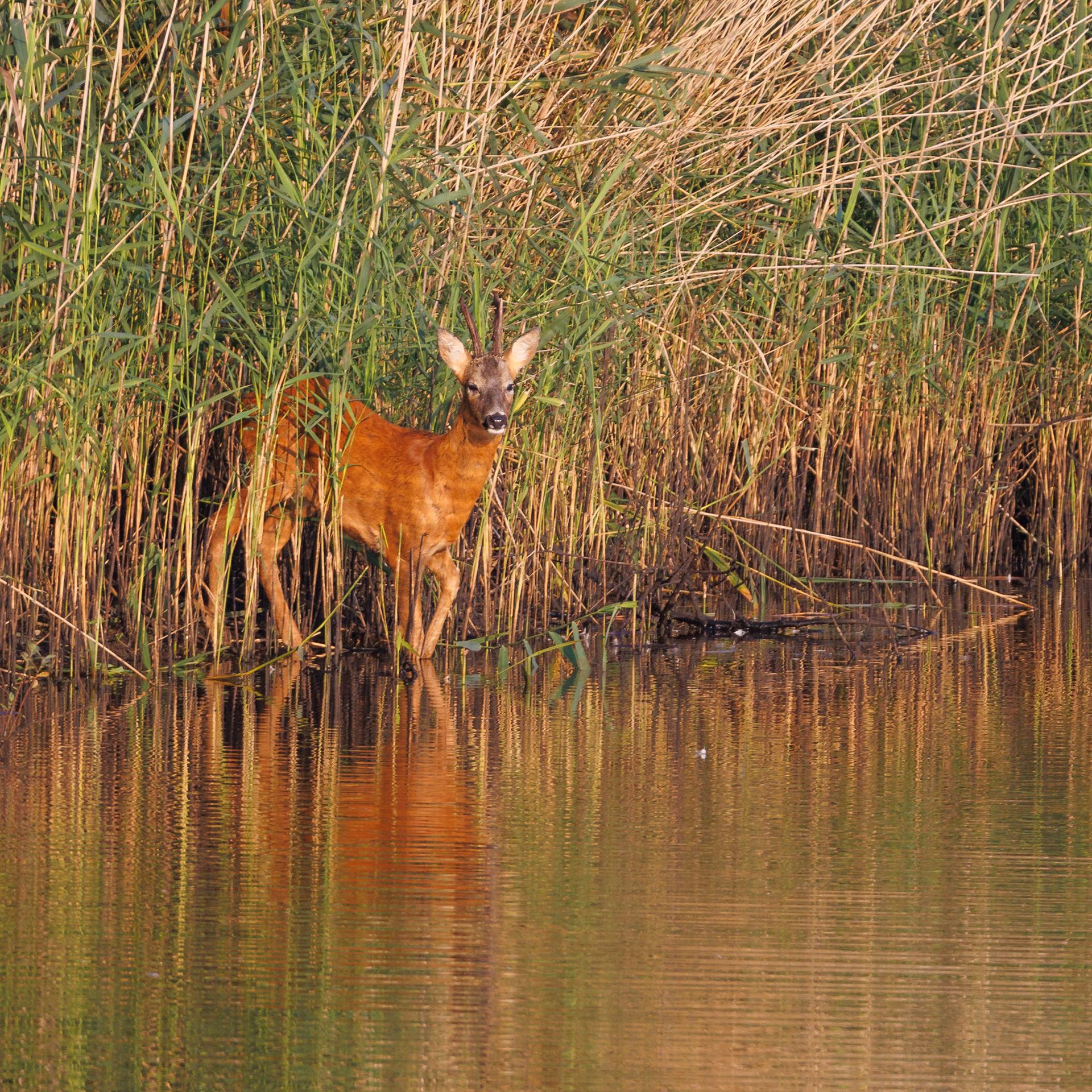 Roe Deer