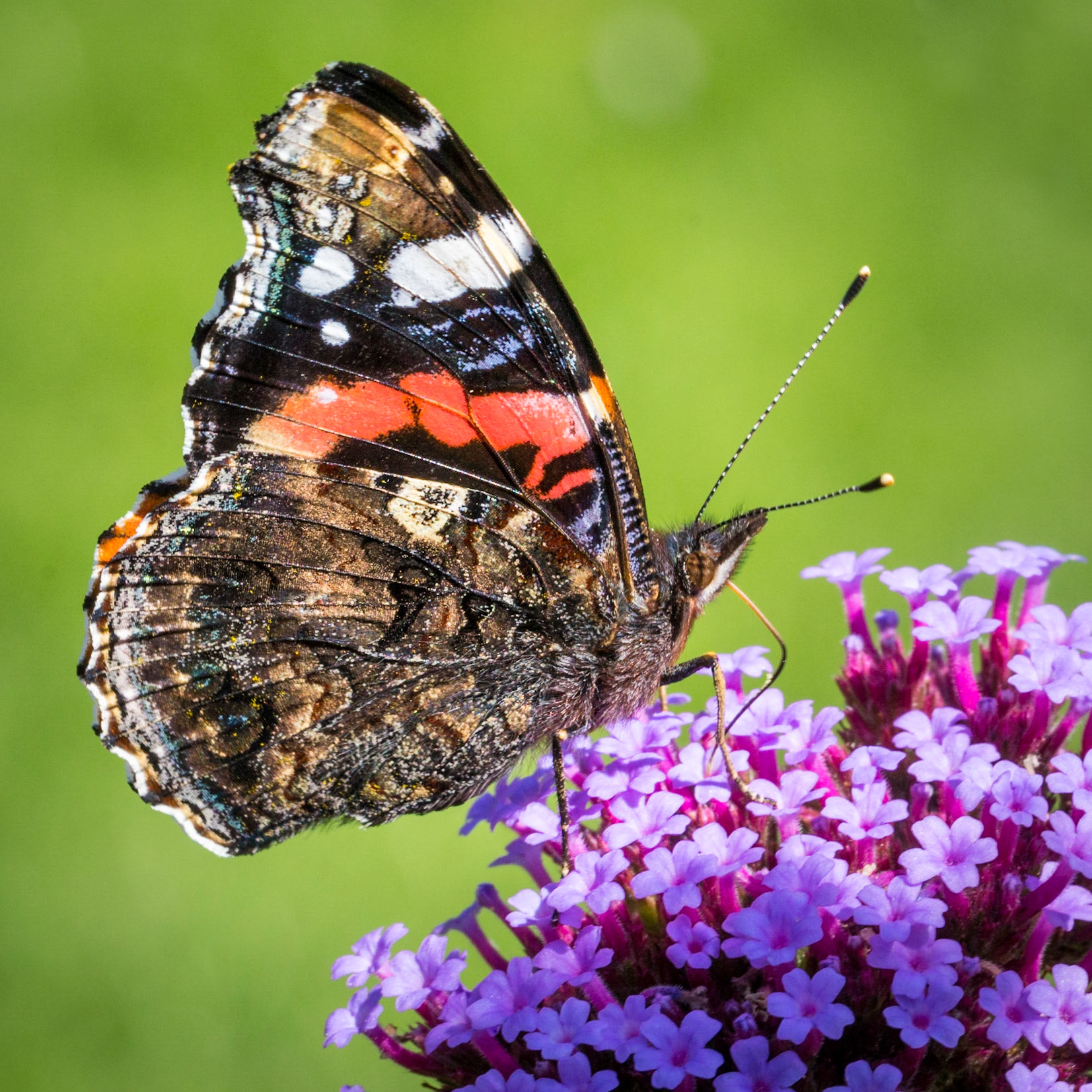 Red Admiral