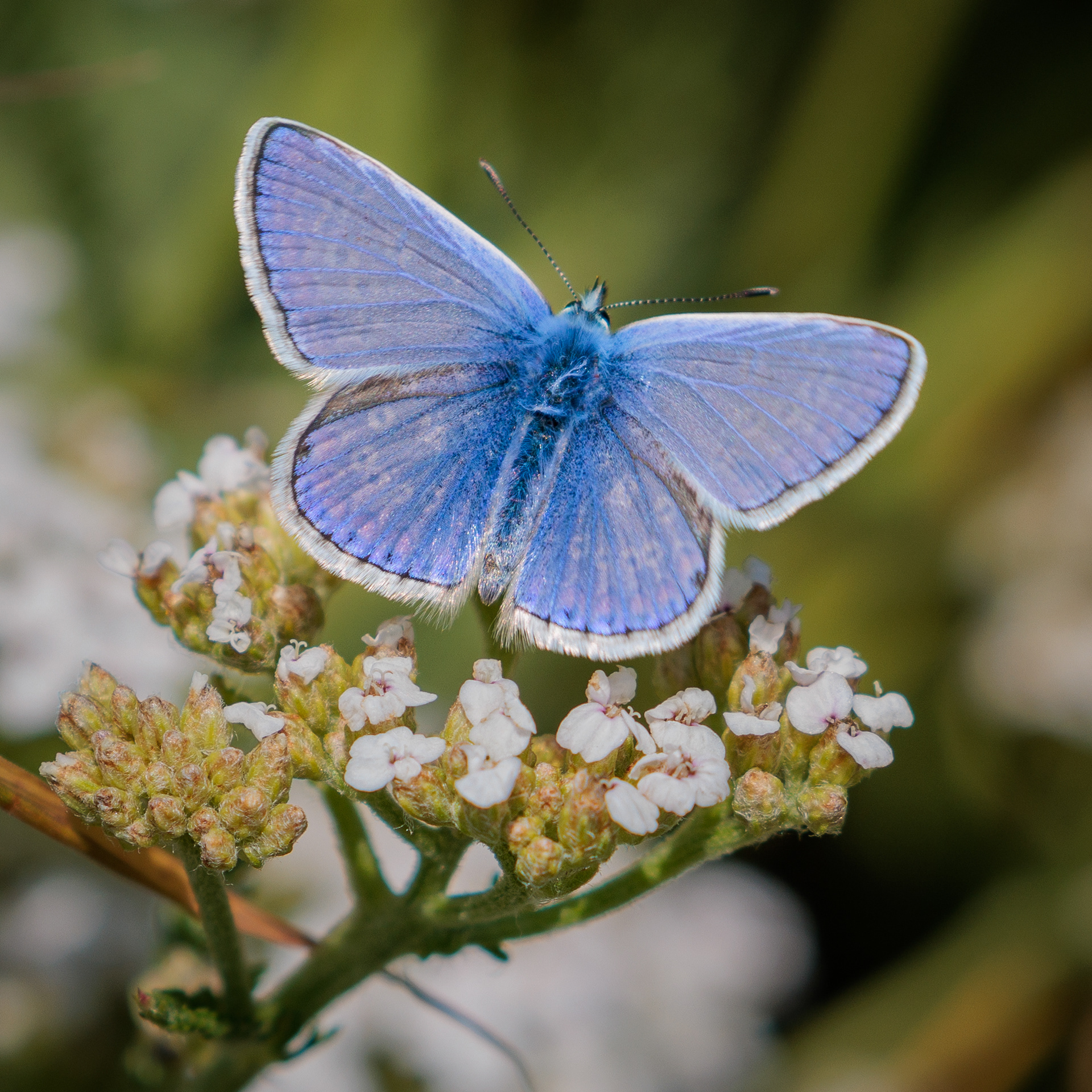 Common Blue
