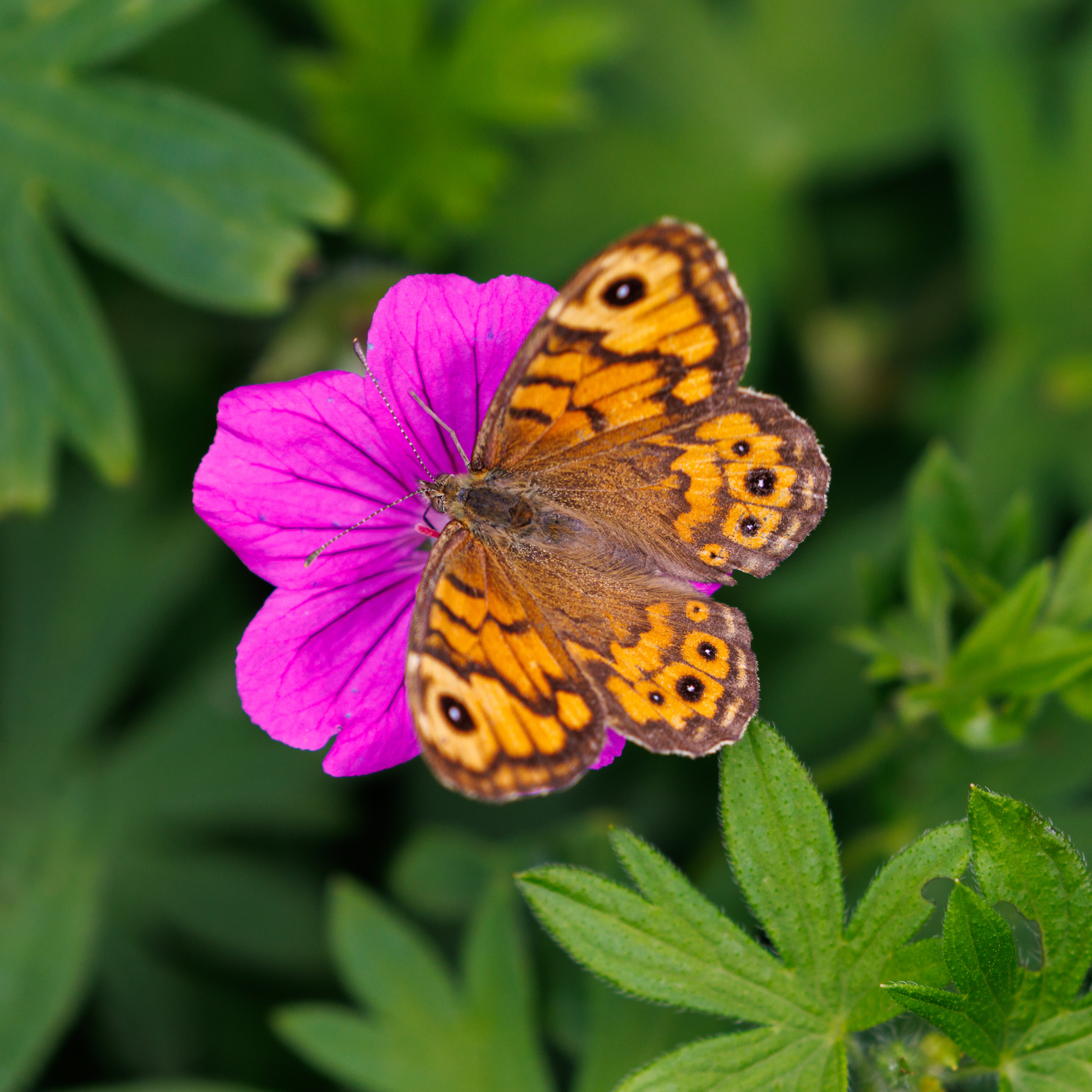 Wall