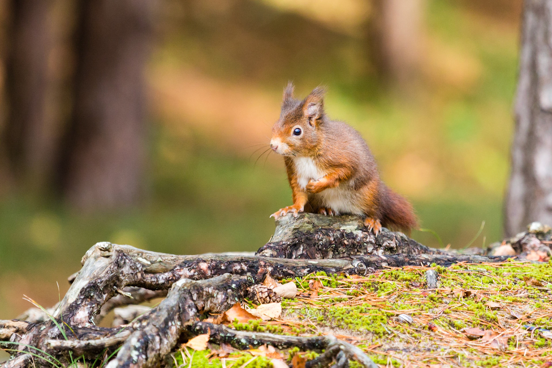 Red Squirrel