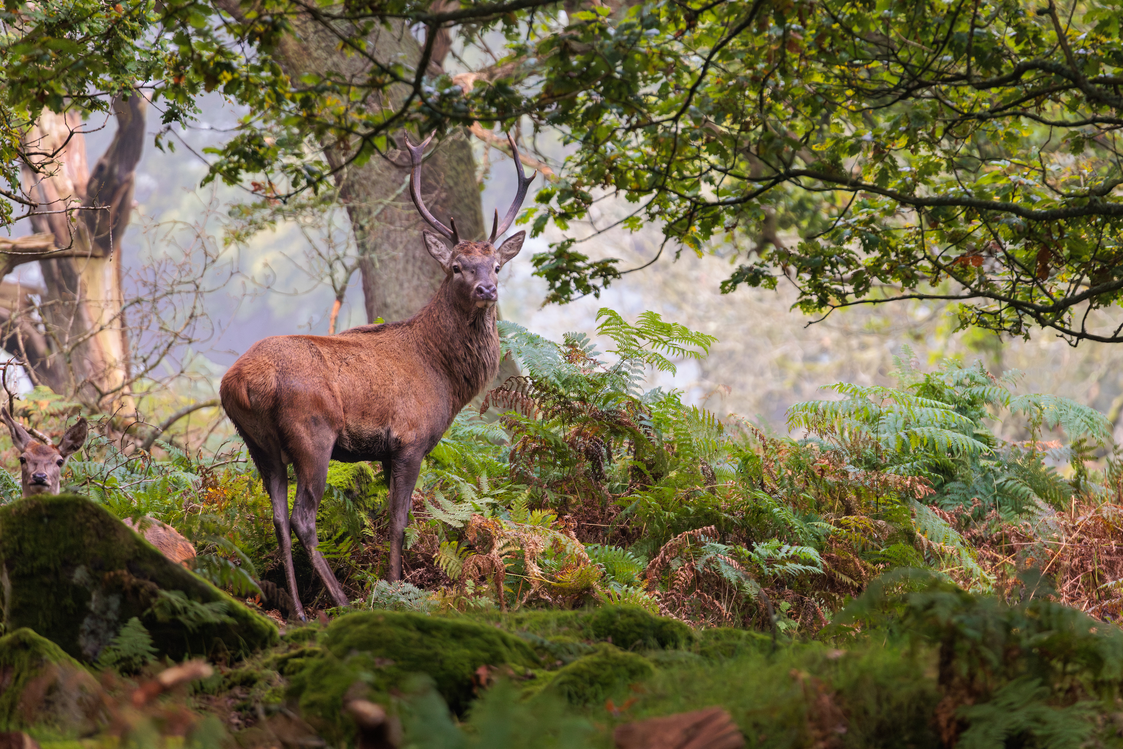 Red Deer