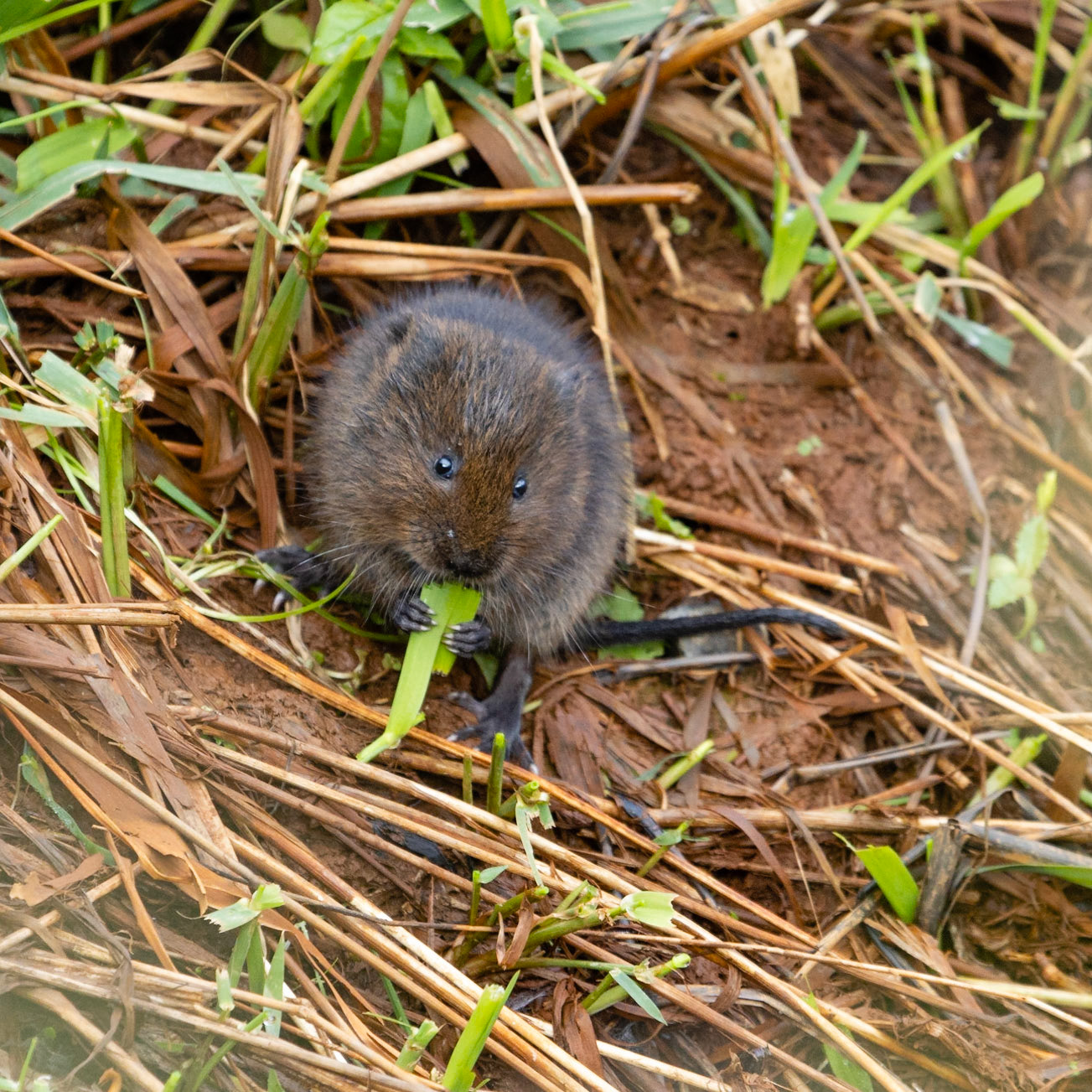 Water Vole