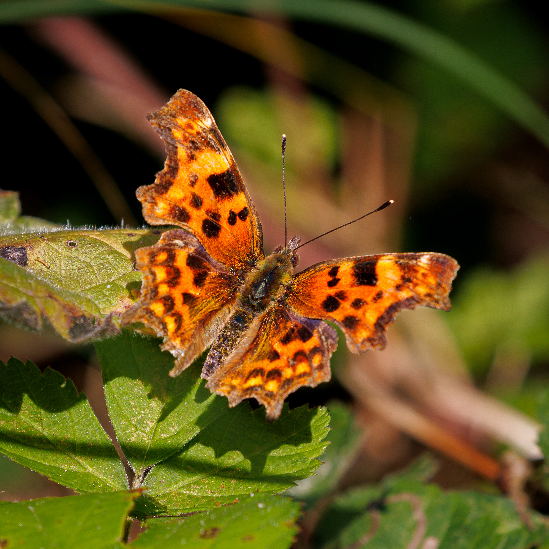 Comma