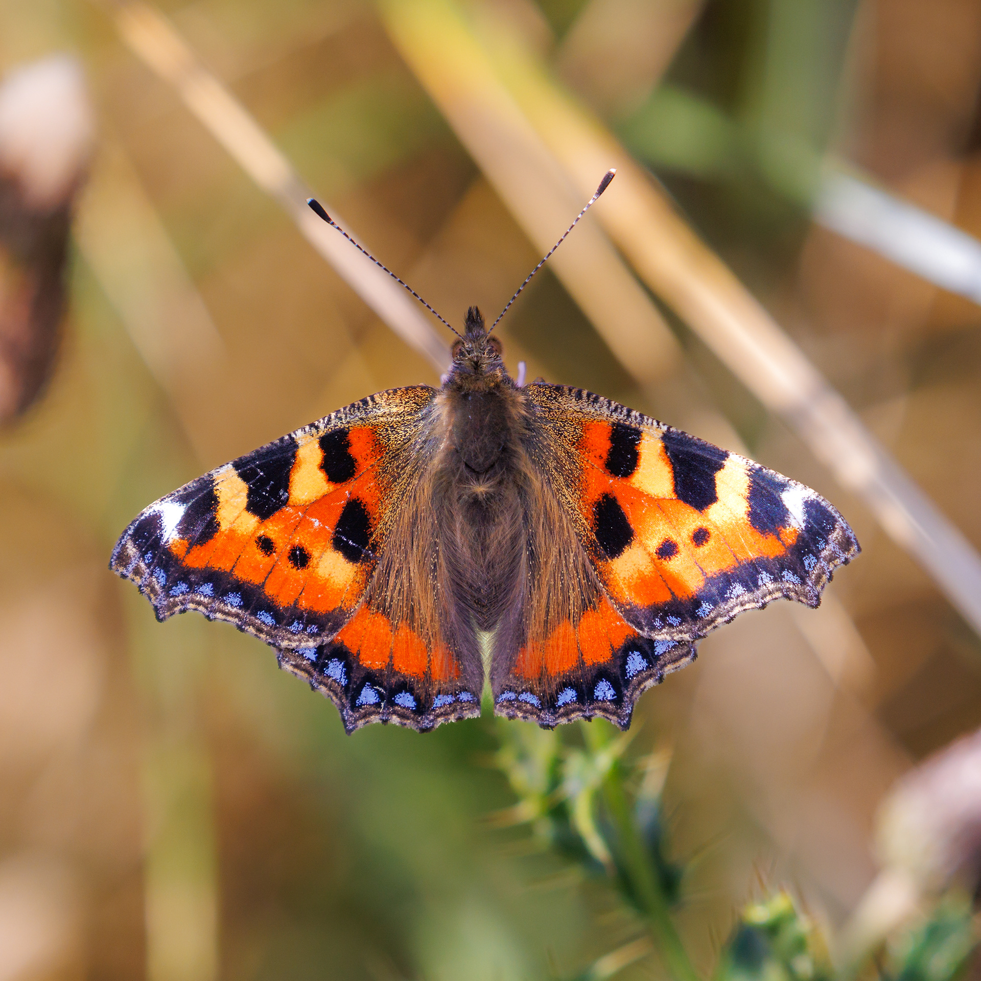 Small Tortoiseshell